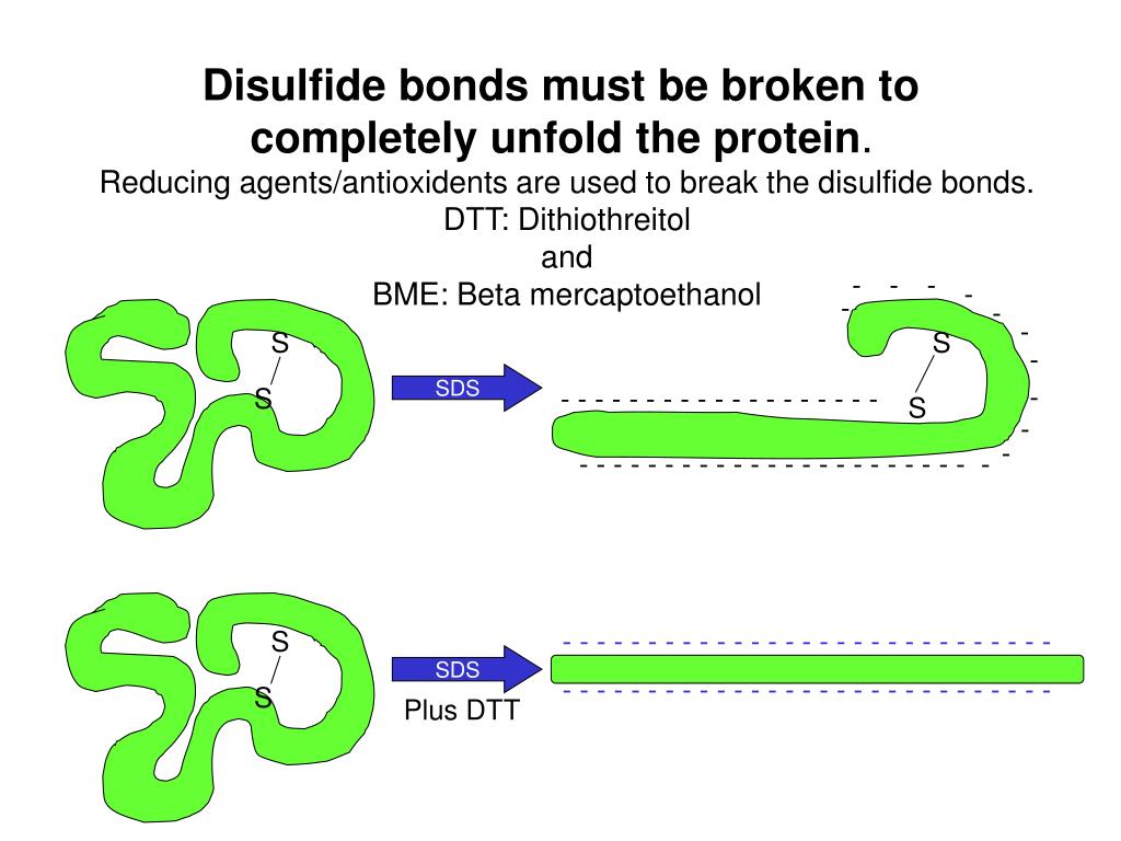 PPT What is SDSPAGE? PowerPoint Presentation, free download ID7077342