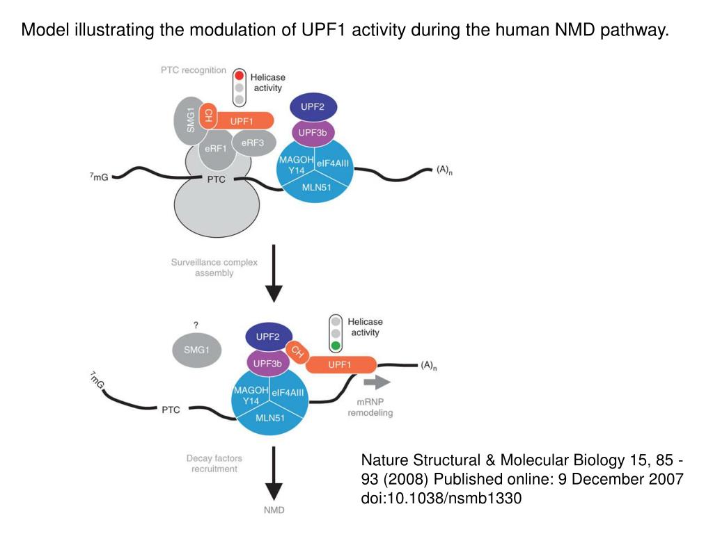 PPT NonsenseMediated mRNA Decay (NMD) PowerPoint