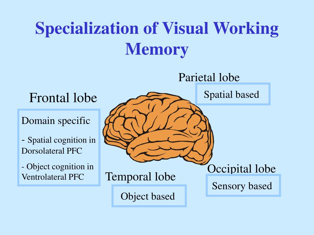 PPT Visual Working Memory PowerPoint Presentation, free download ID