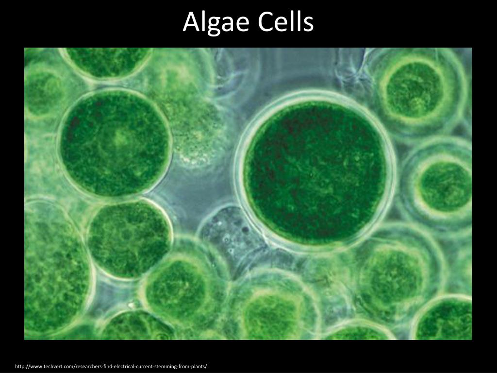 PPT The Diversity of Cells PowerPoint Presentation, free download