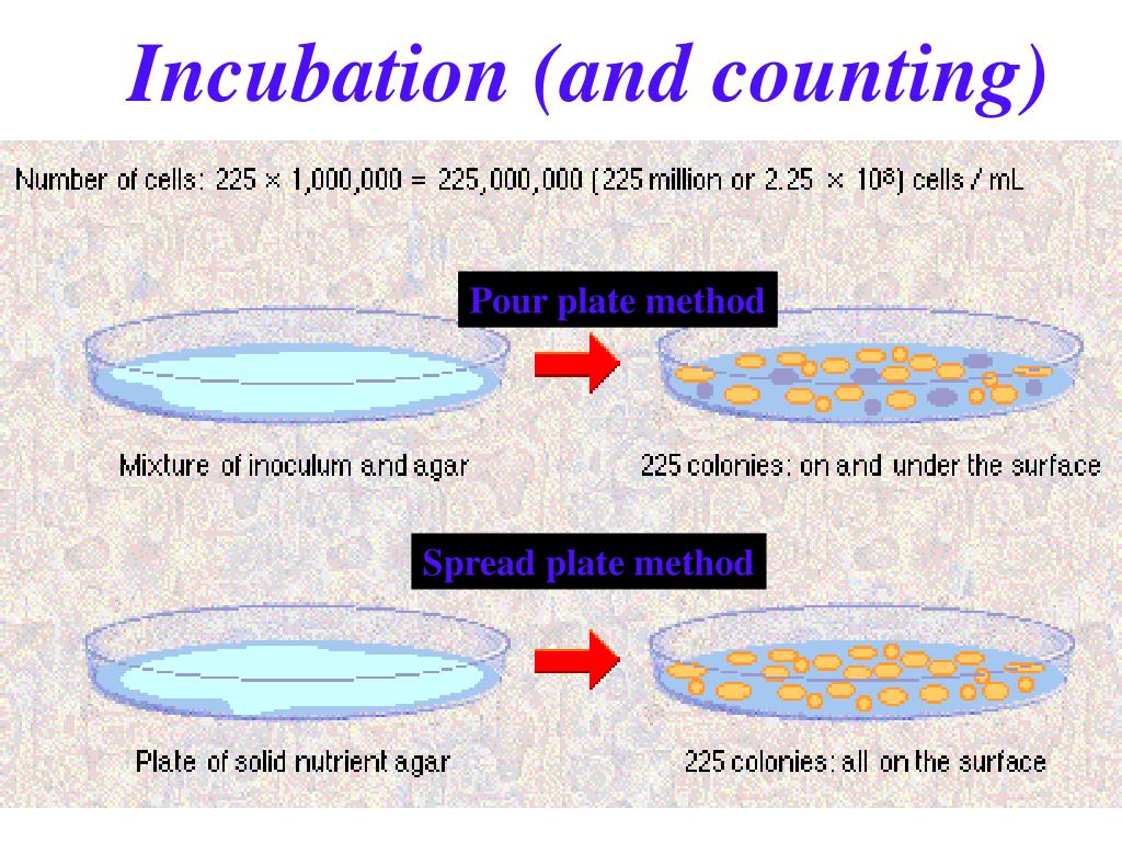 PPT Chapter4 Microbial growth PowerPoint Presentation, free download