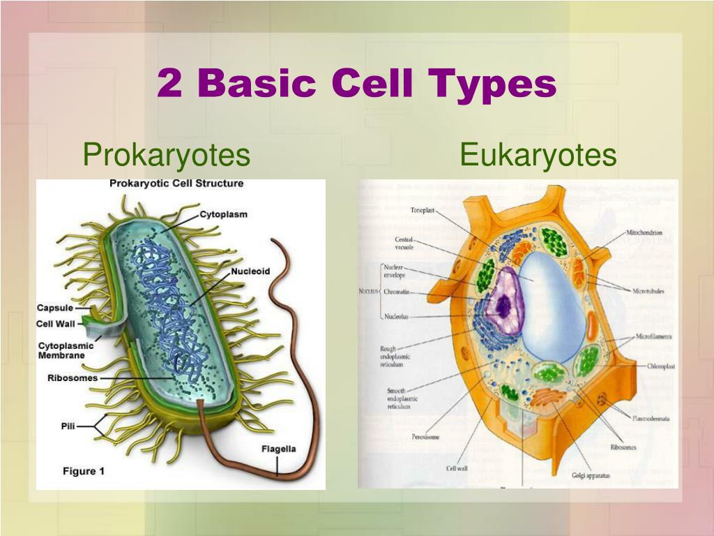 PPT CELL THEORY NOTES PowerPoint Presentation, free download ID7092041