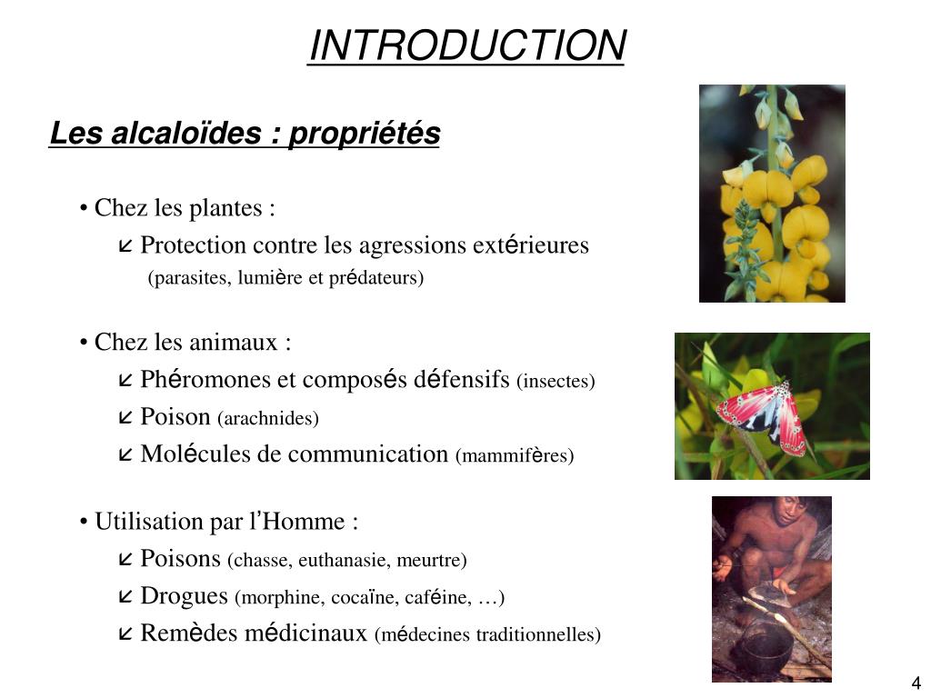 PPT SYNTHESE DE PYRROLIZIDINES NATURELLES la