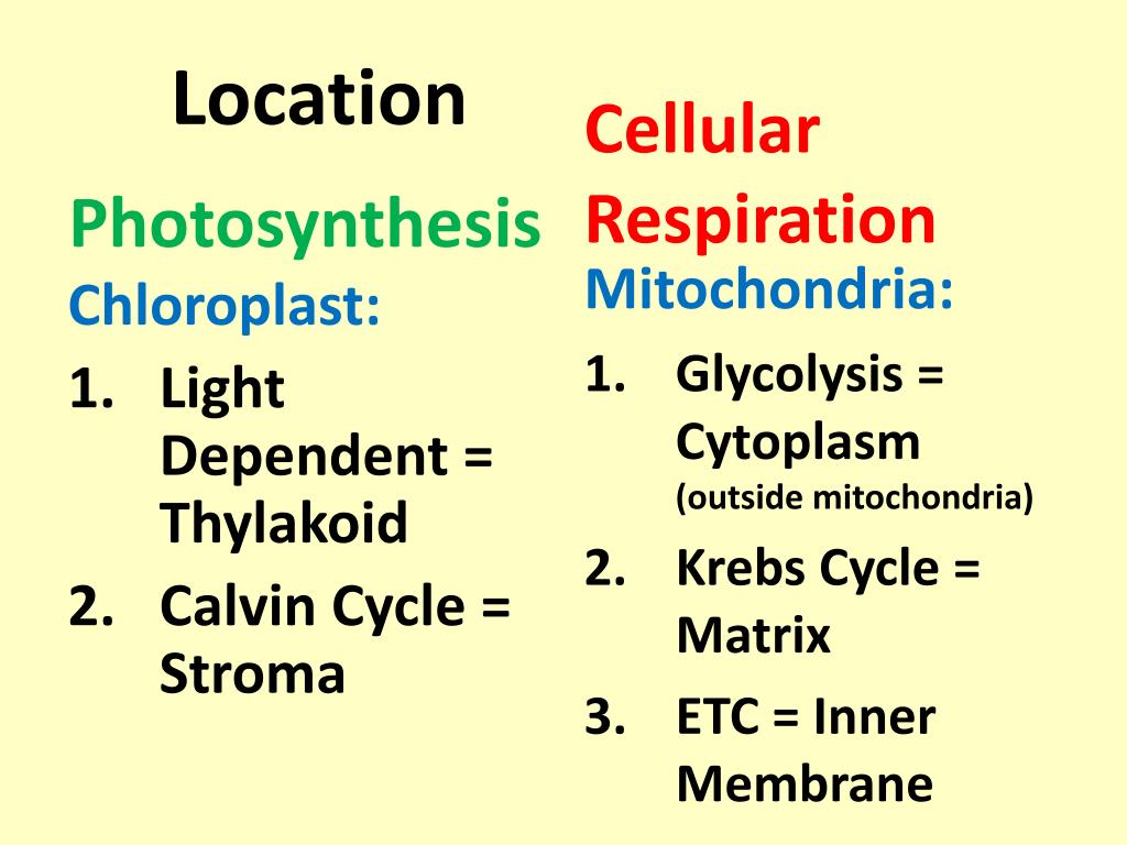 PPT - Chemiosmosis PowerPoint Presentation, free download - ID:7104788