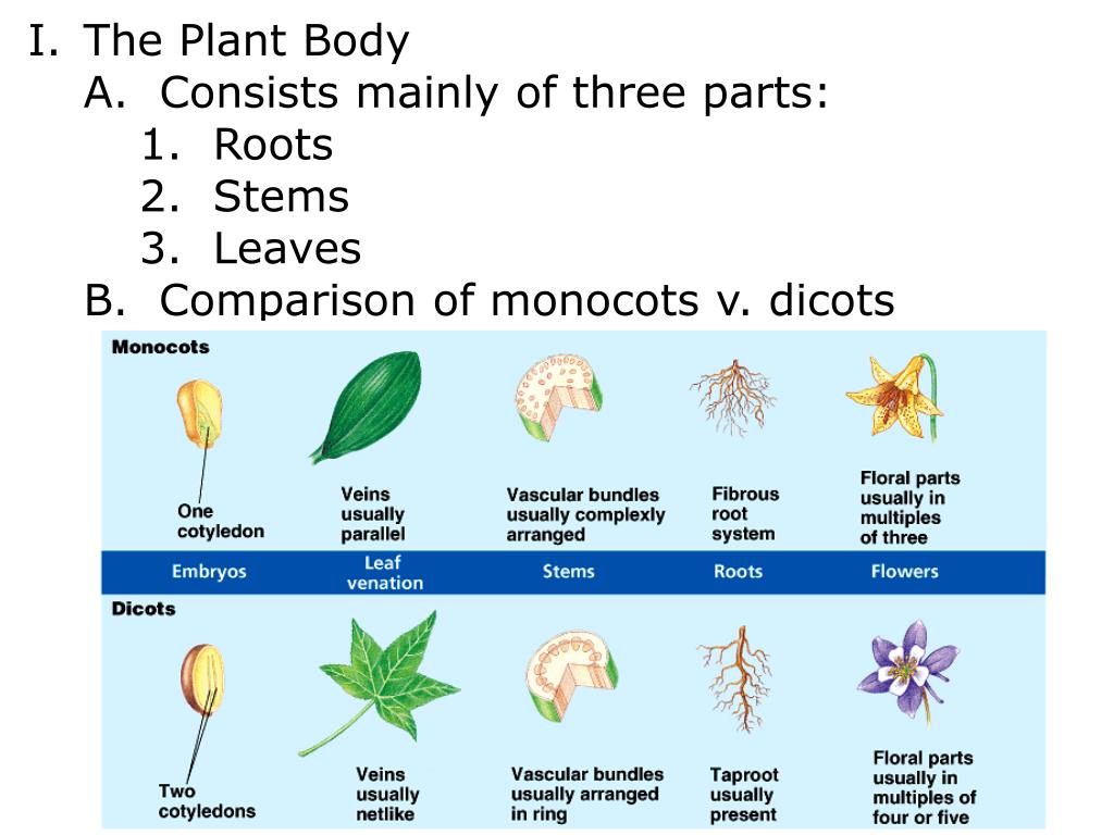 PPT Ch. 35 Plant Structure and Growth PowerPoint Presentation, free