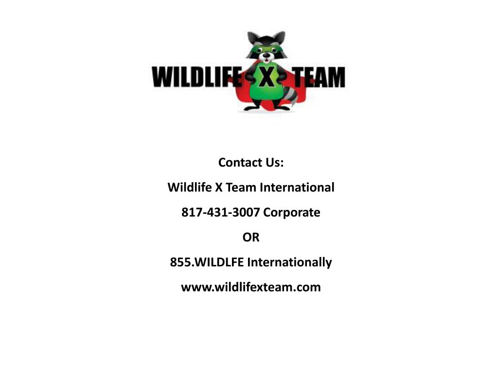 PPT Professional Nuisance Wildlife Control In Fort Worth PowerPoint Presentation ID7110785