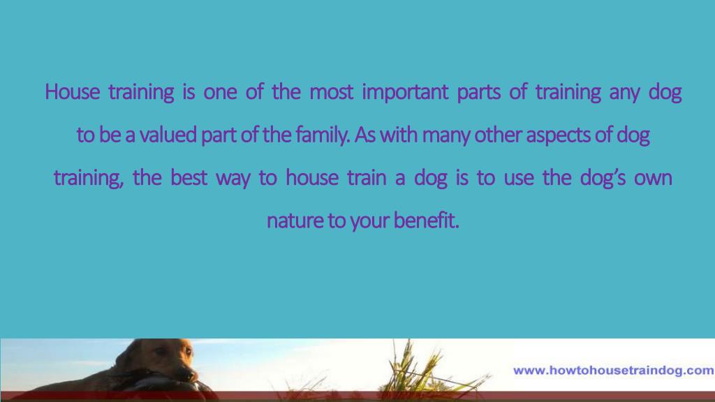 PPT House training your dog a definitive guide PowerPoint