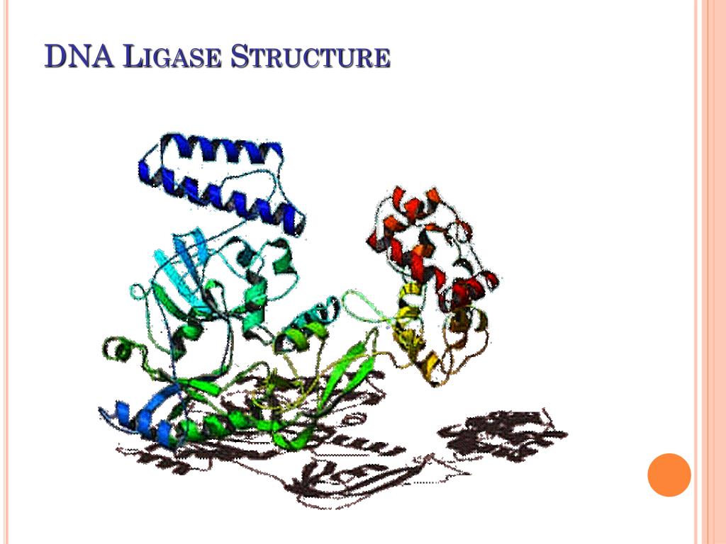 PPT - REPLICATION PowerPoint Presentation, free download - ID:7121321