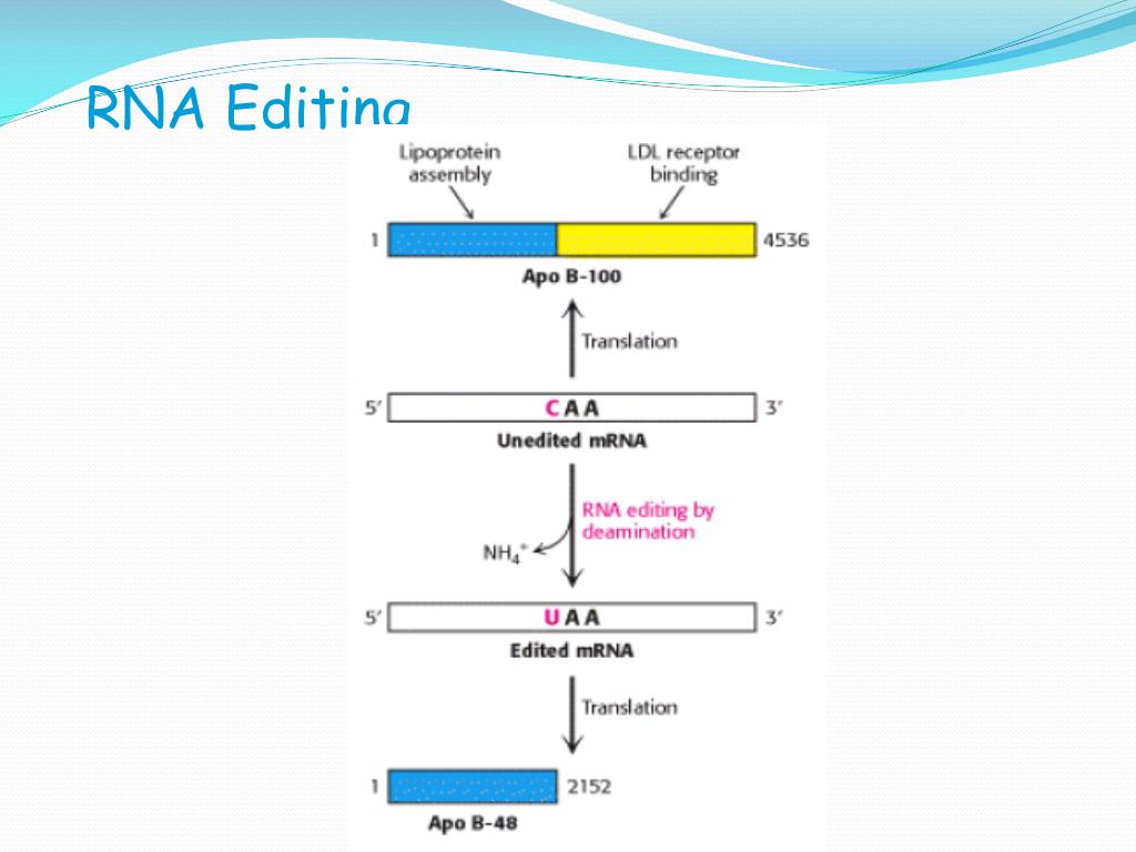 PPT RNA PROCESSING EUKARYOTES PowerPoint Presentation, free download