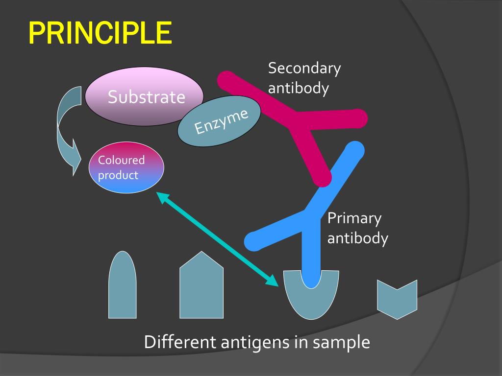 PPT ELISA PowerPoint Presentation, free download ID7122647