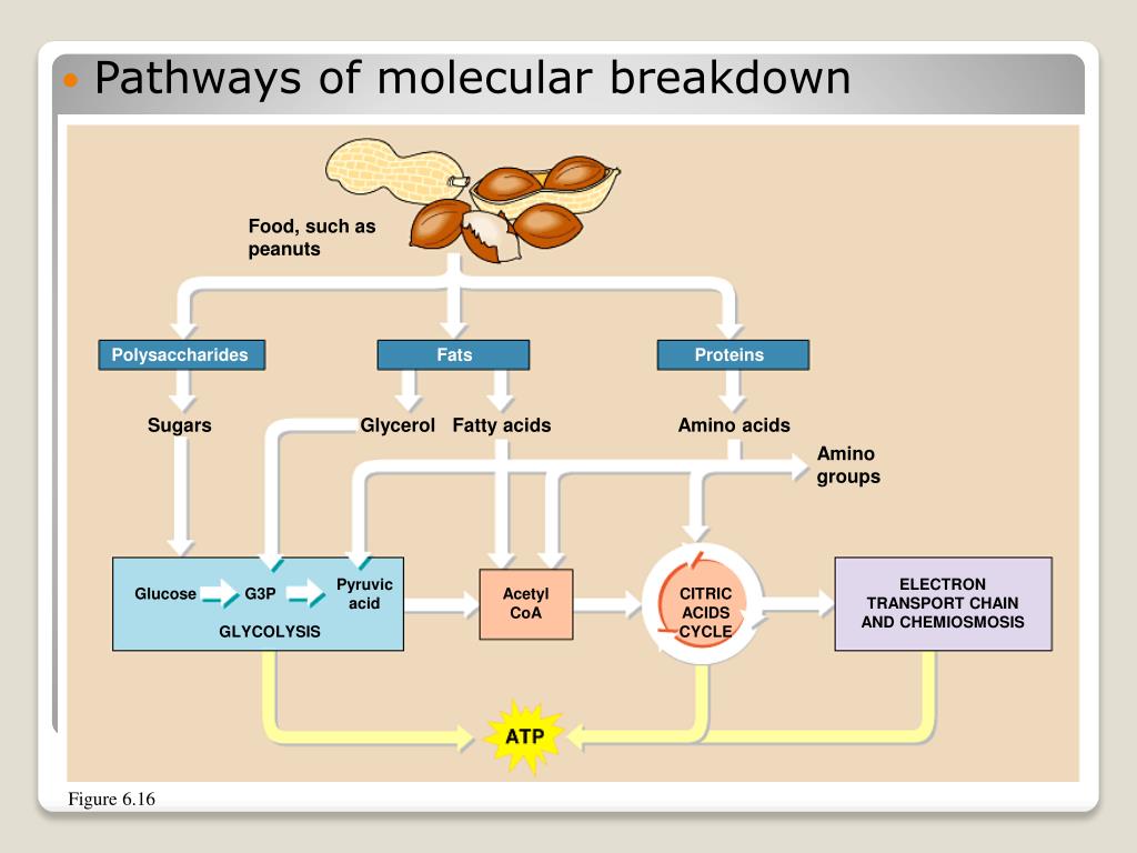 Metabolic Cooking Free Download PDF Facebook
