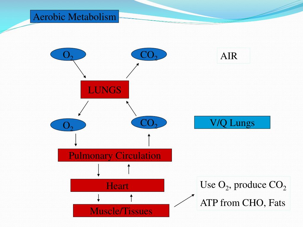 PPT OXYGEN UPTAKE PowerPoint Presentation, free download ID7123115