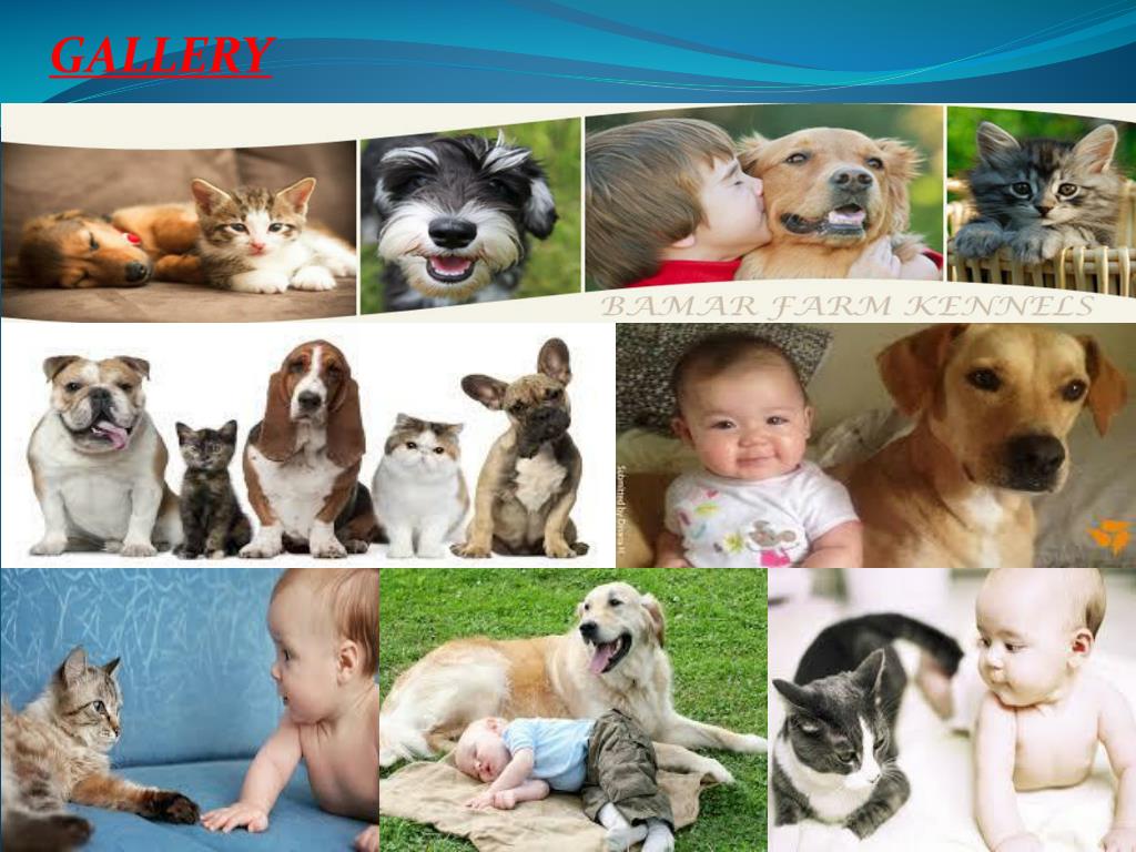PPT Kennels, Dog, Cat Boarding and Pet Grooming Zelienople PA