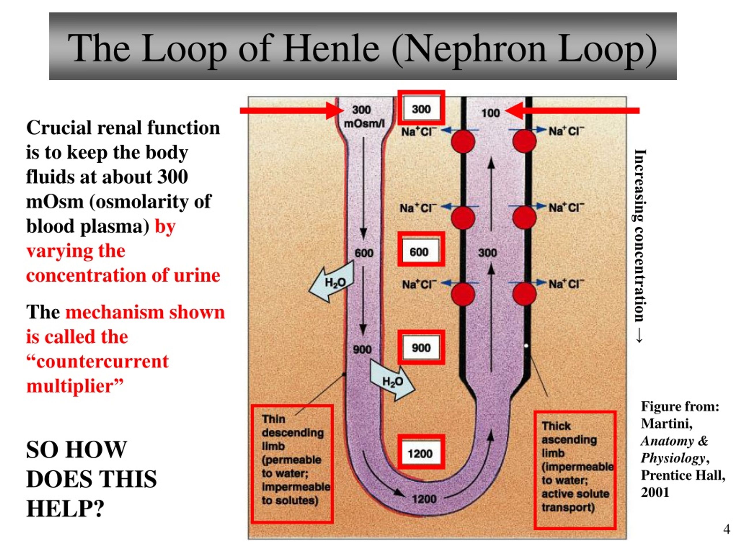 PPT Chapter 25 Urinary system Lecture 16 Part 2 Regulation of Urine