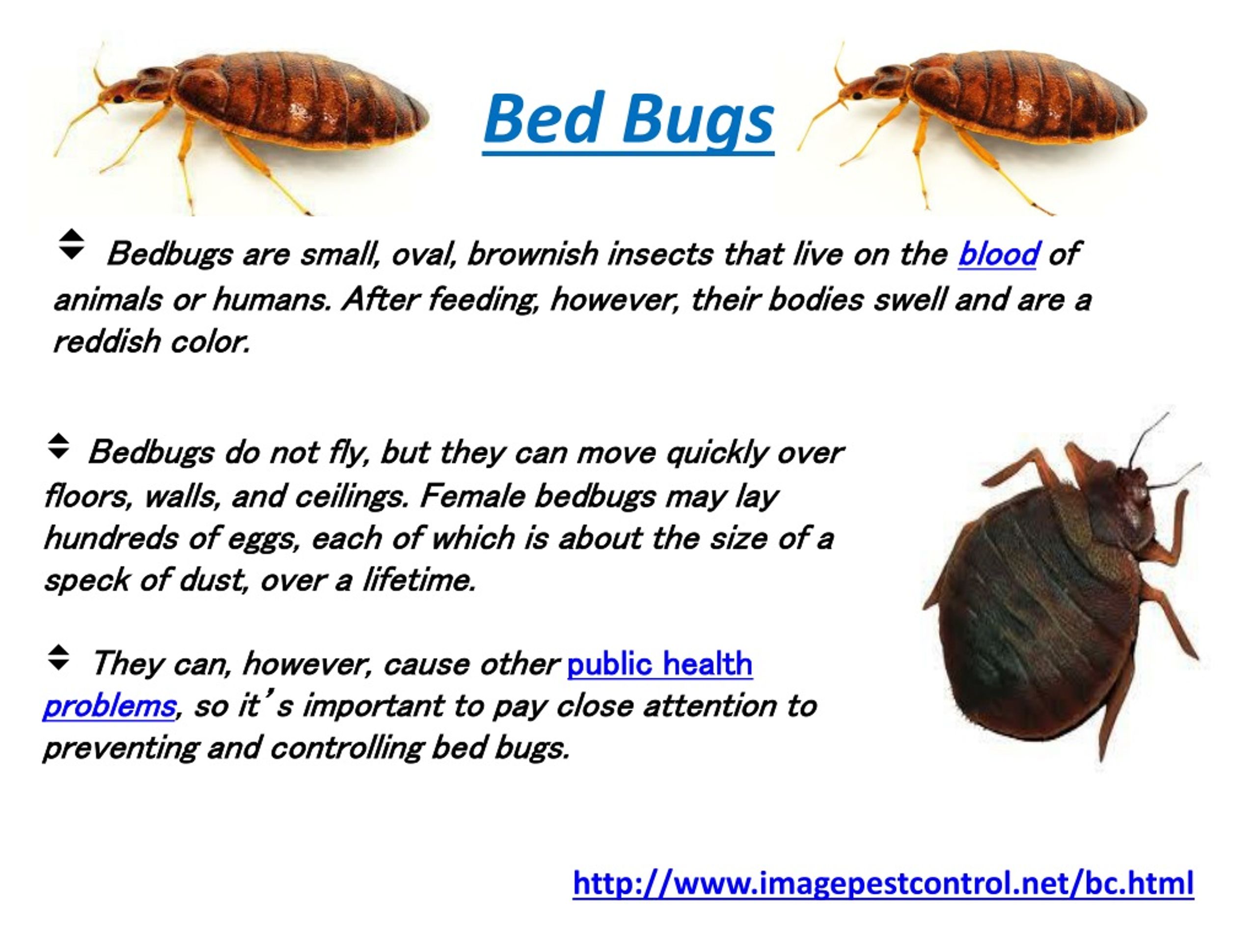 PPT Bed Bugs Control Bangalore PowerPoint Presentation, free download