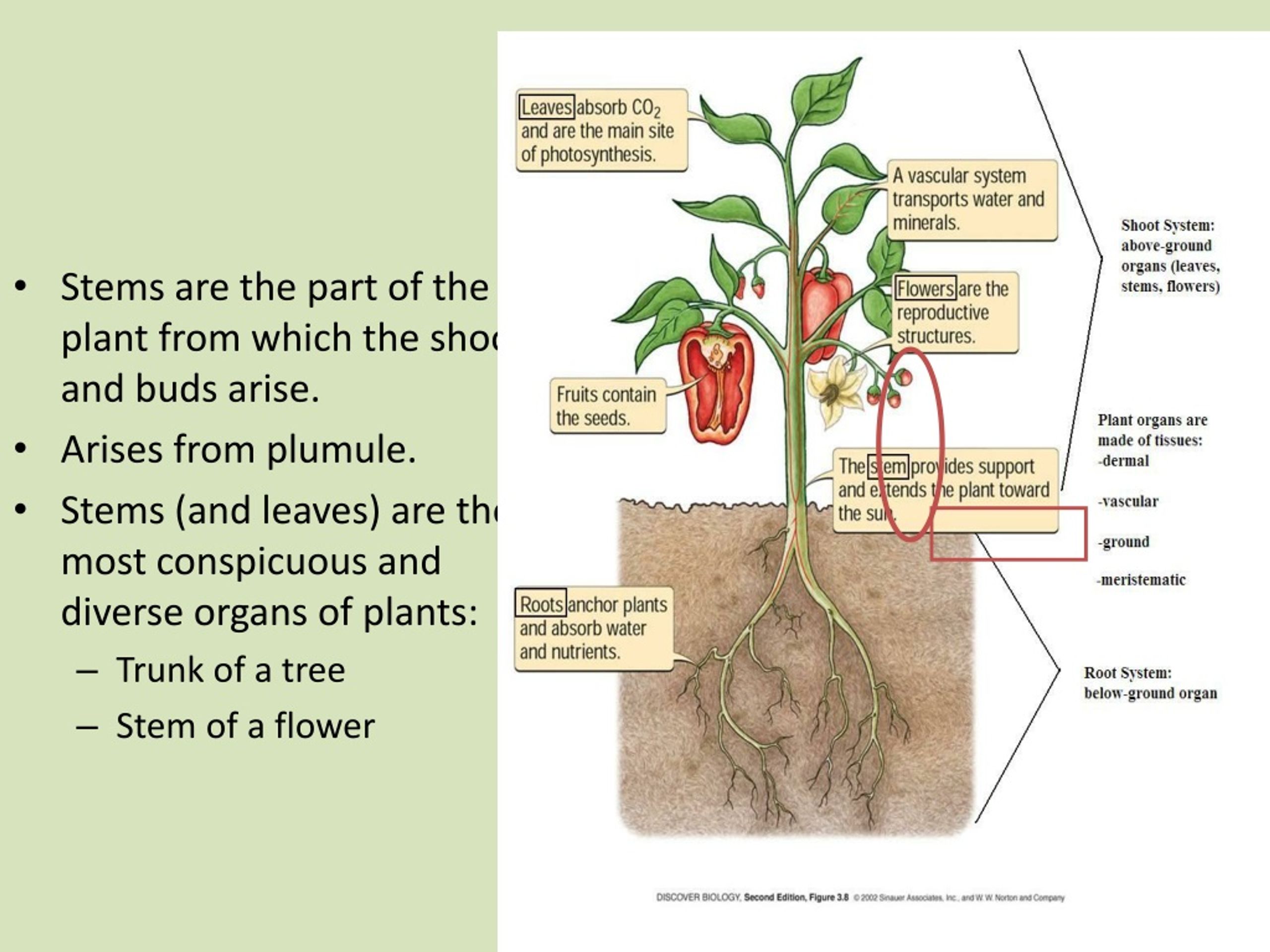 PPT MORPHOLOGY OF FLOWERING PLANTS PowerPoint Presentation, free