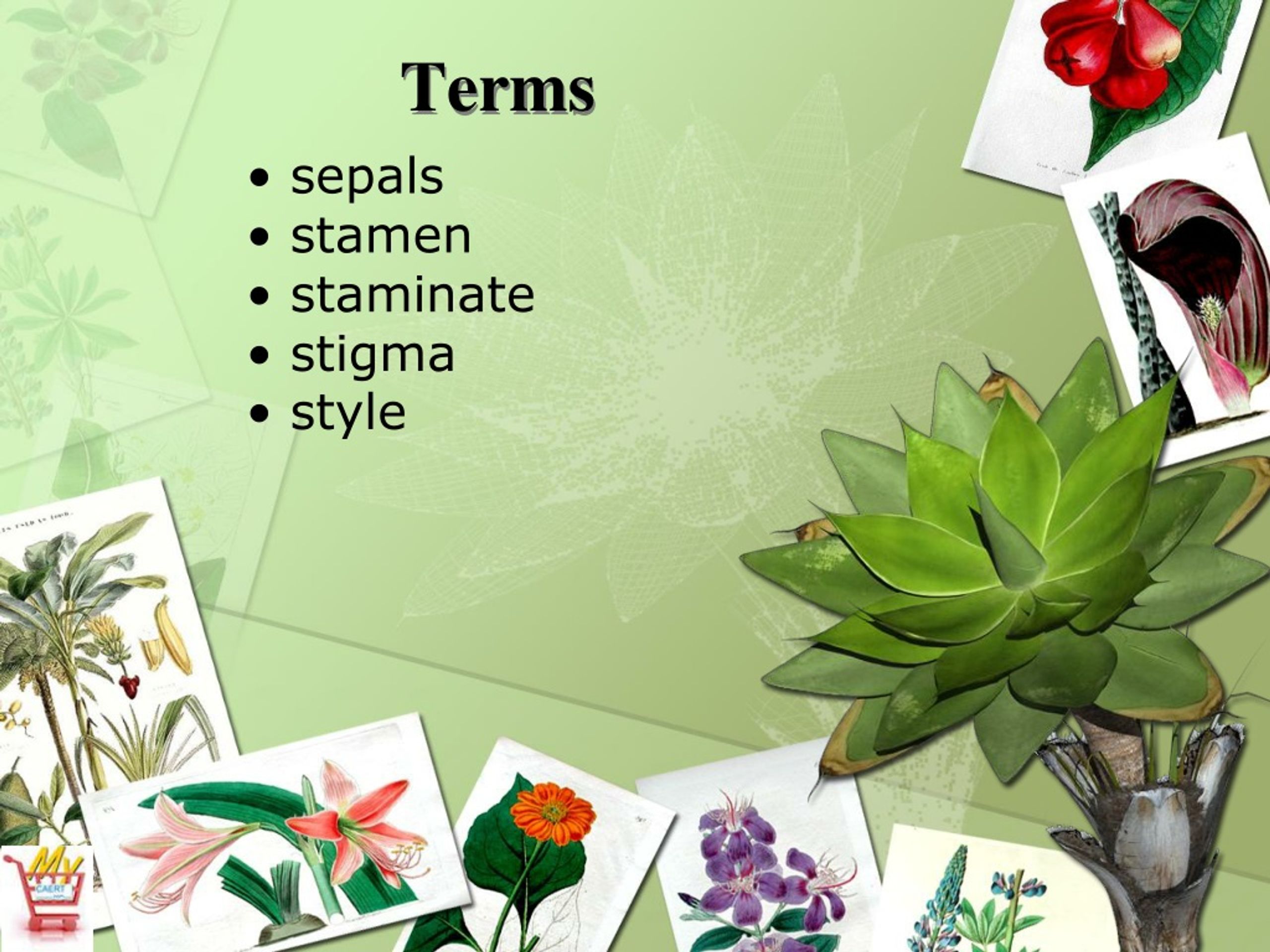 PPT Horticulture Science Lesson 10 Understanding Flower Anatomy