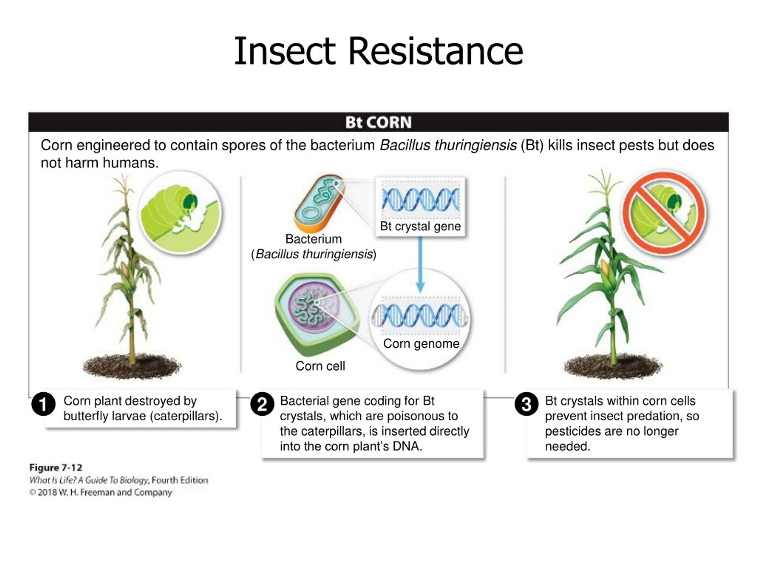 PPT Difference between biotechnology and
