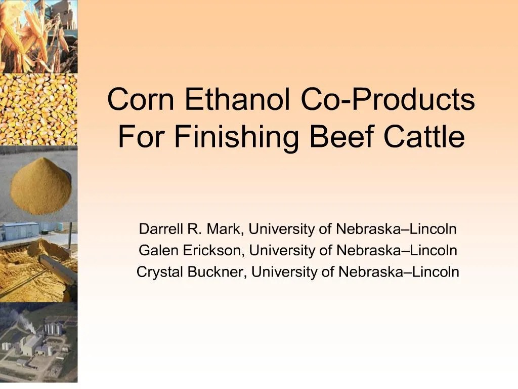 PPT corn ethanol coproducts for finishing beef cattle PowerPoint
