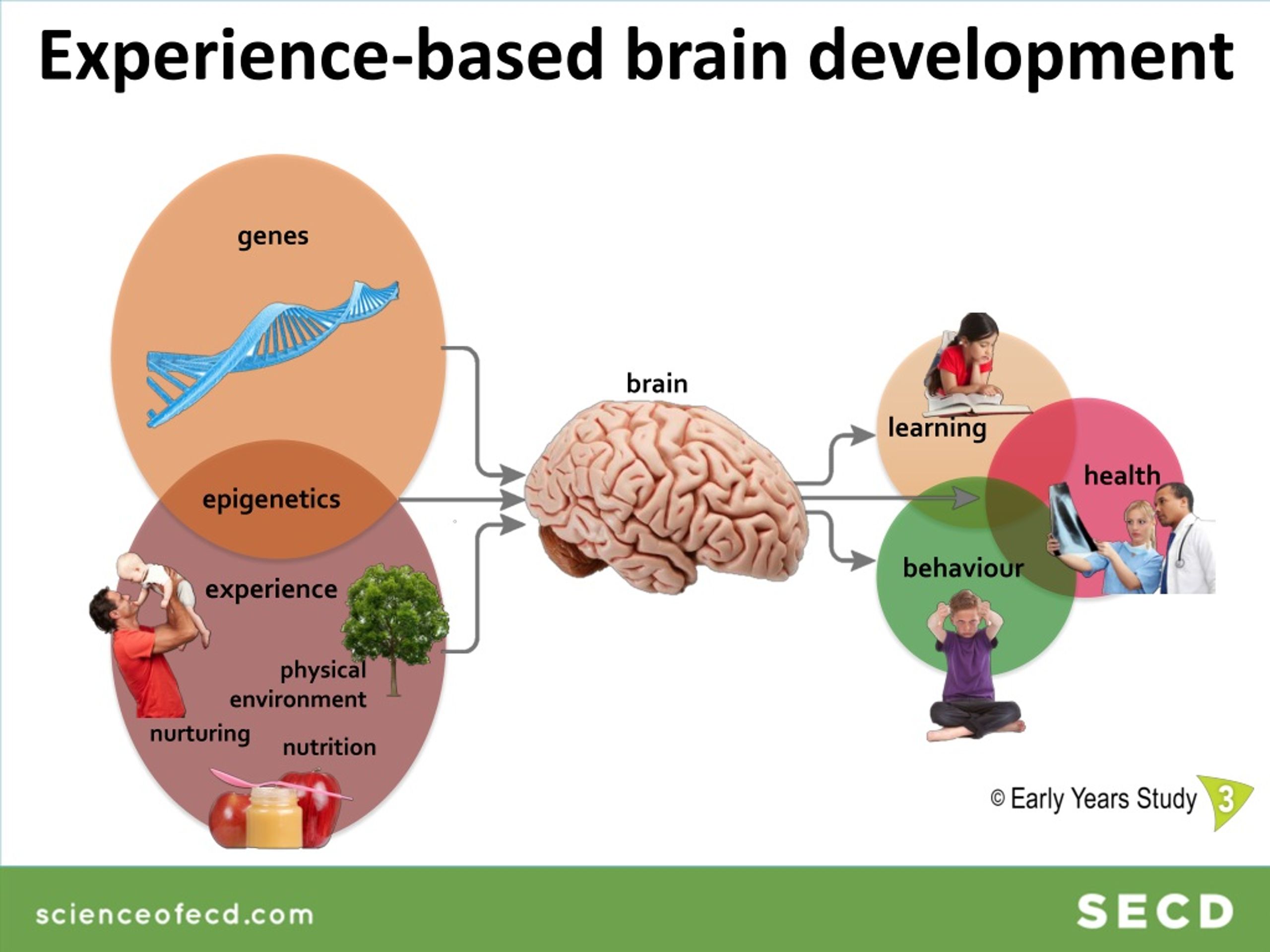 PPT Potential Interventions for Optimum Brain Development in Early