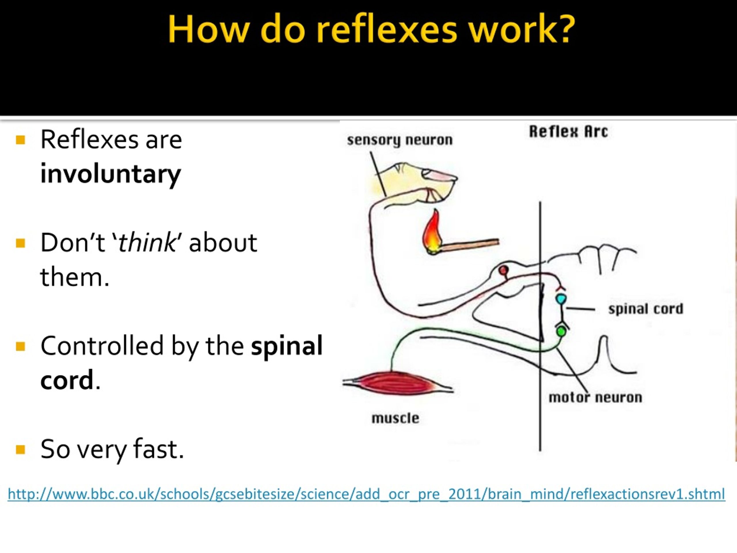 PPT Brain and Mind PowerPoint Presentation, free download ID169885