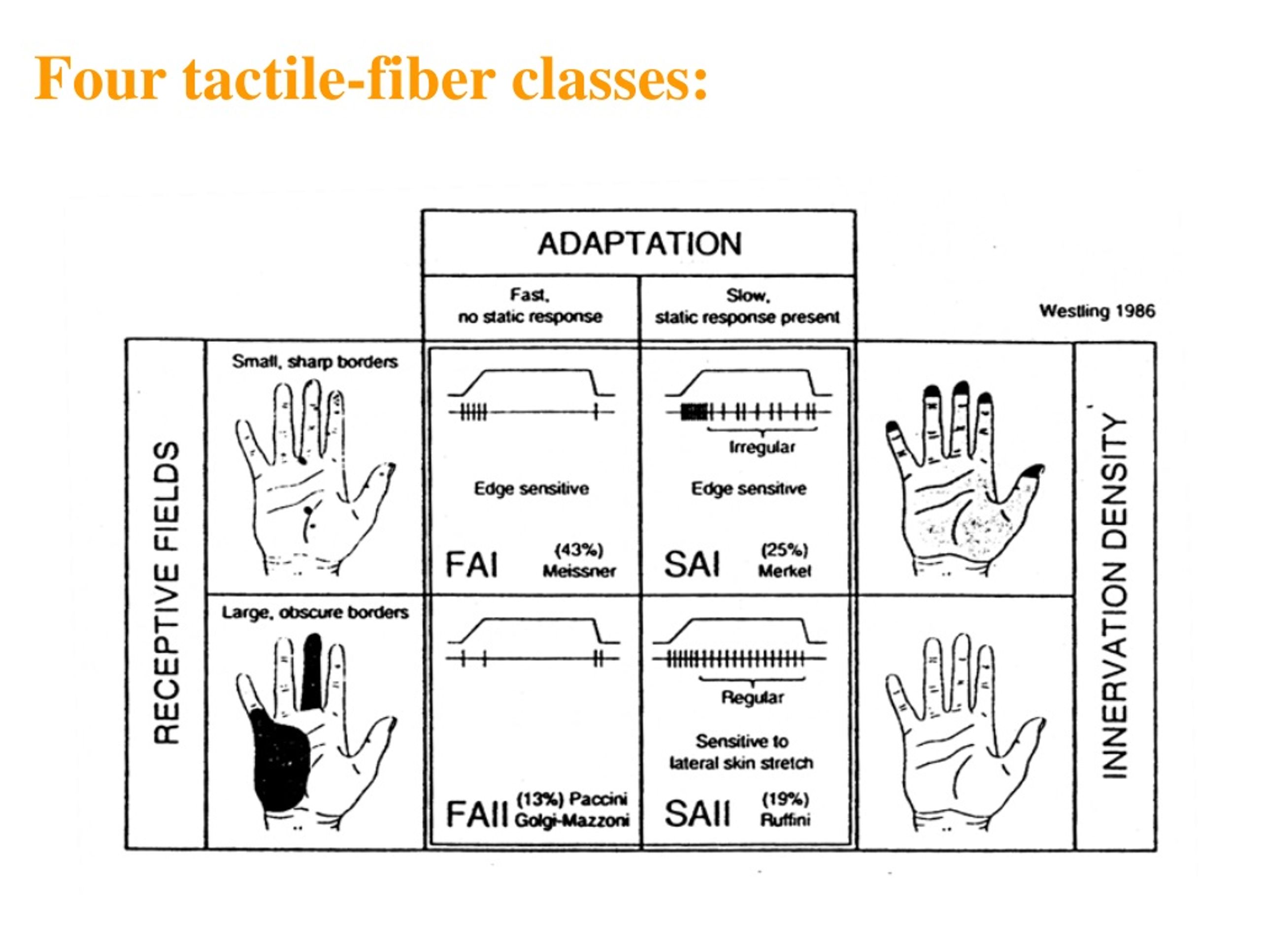 PPT Boğaziçi University SCIENCE 102 Sensory Systems Yrd.Doç.Dr