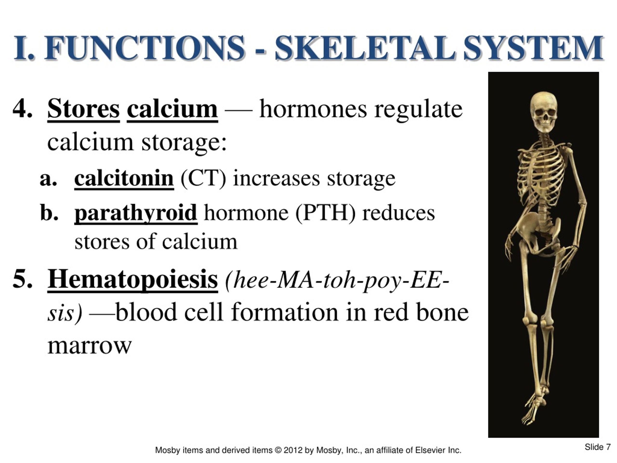 PPT Chapter 6 The Skeletal System PowerPoint Presentation, free