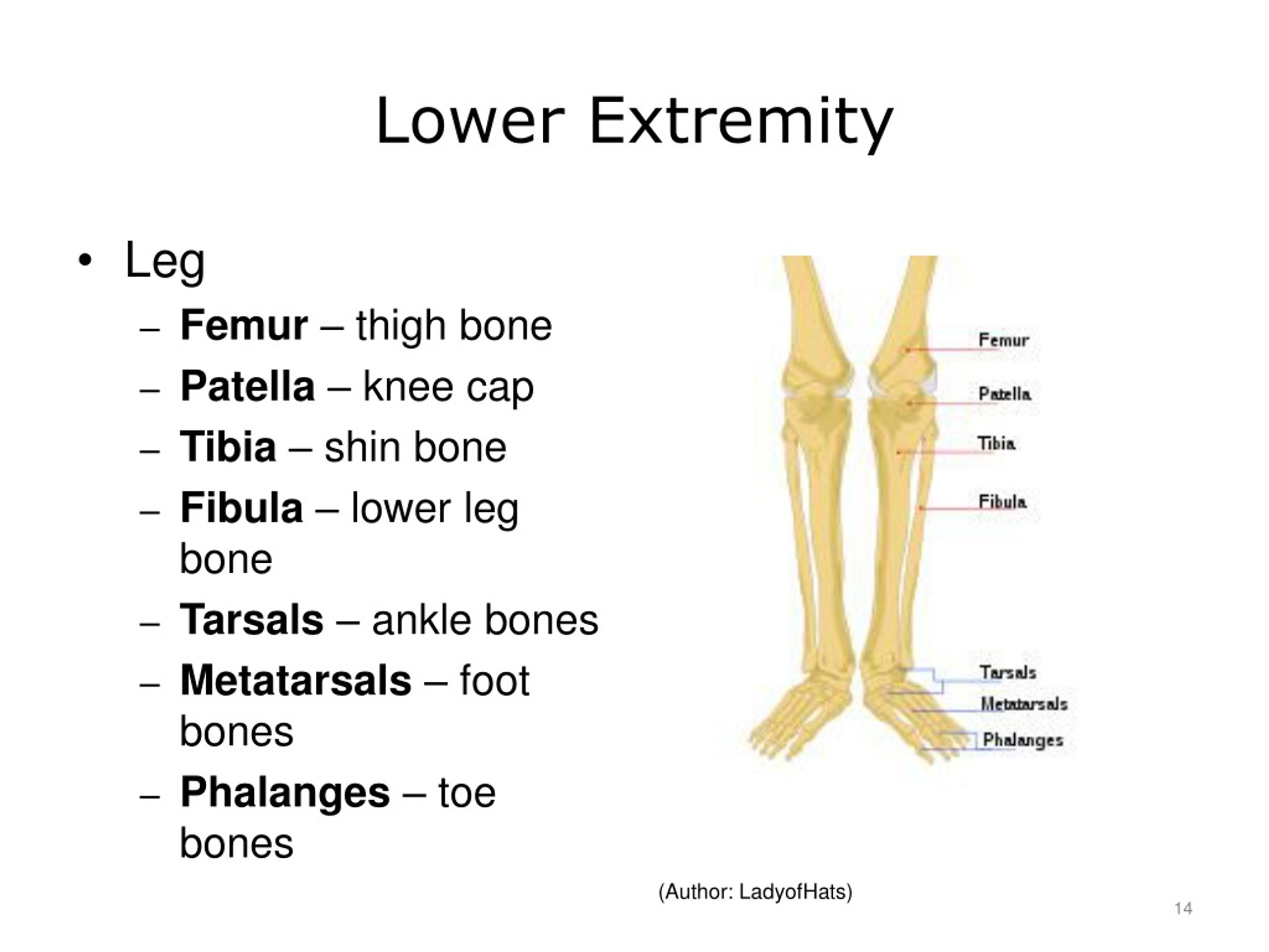 PPT Terminology in Healthcare and Public Health Settings PowerPoint