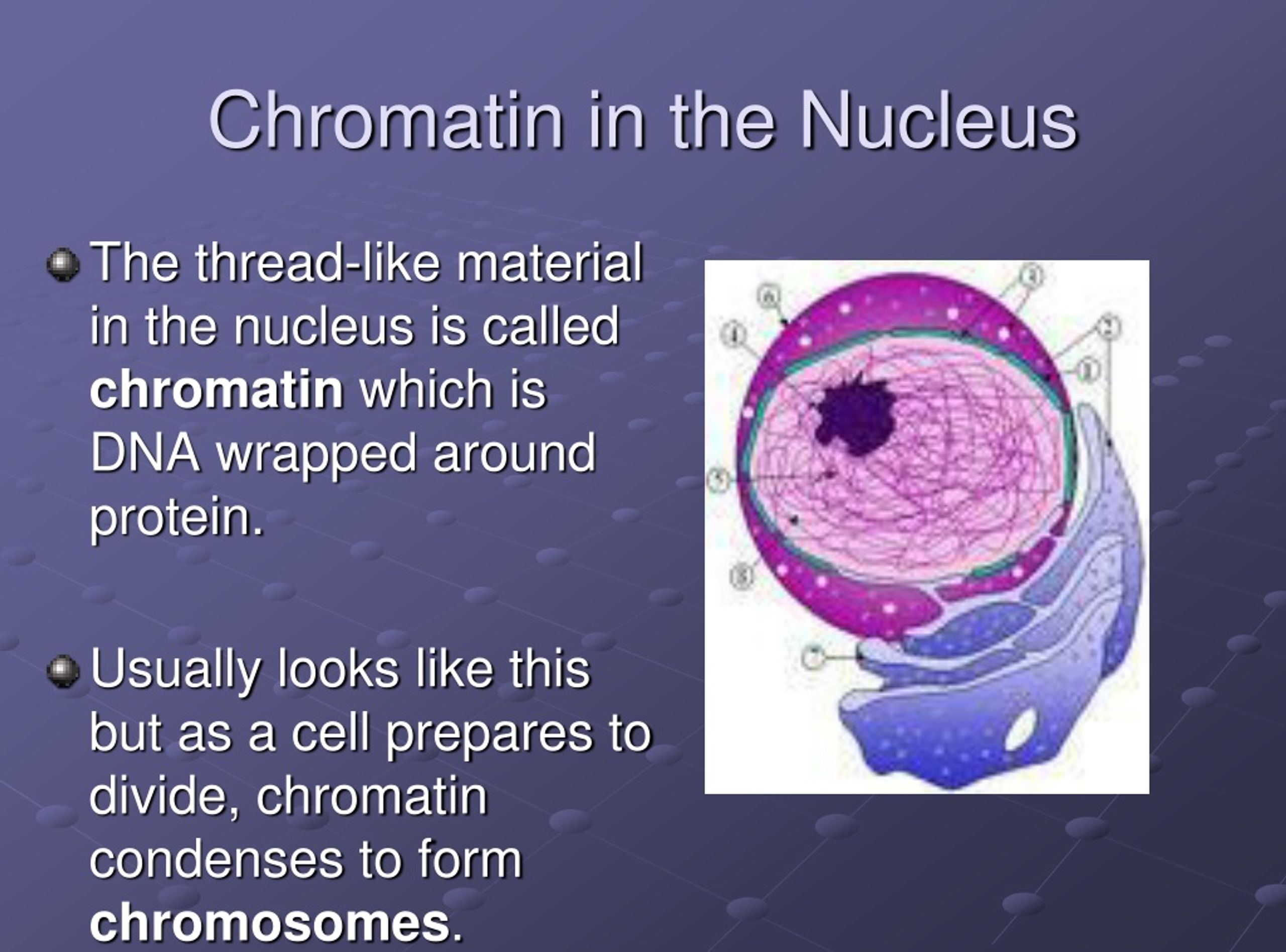 PPT Cell Organelles Chapter 7, page 174 PowerPoint Presentation, free