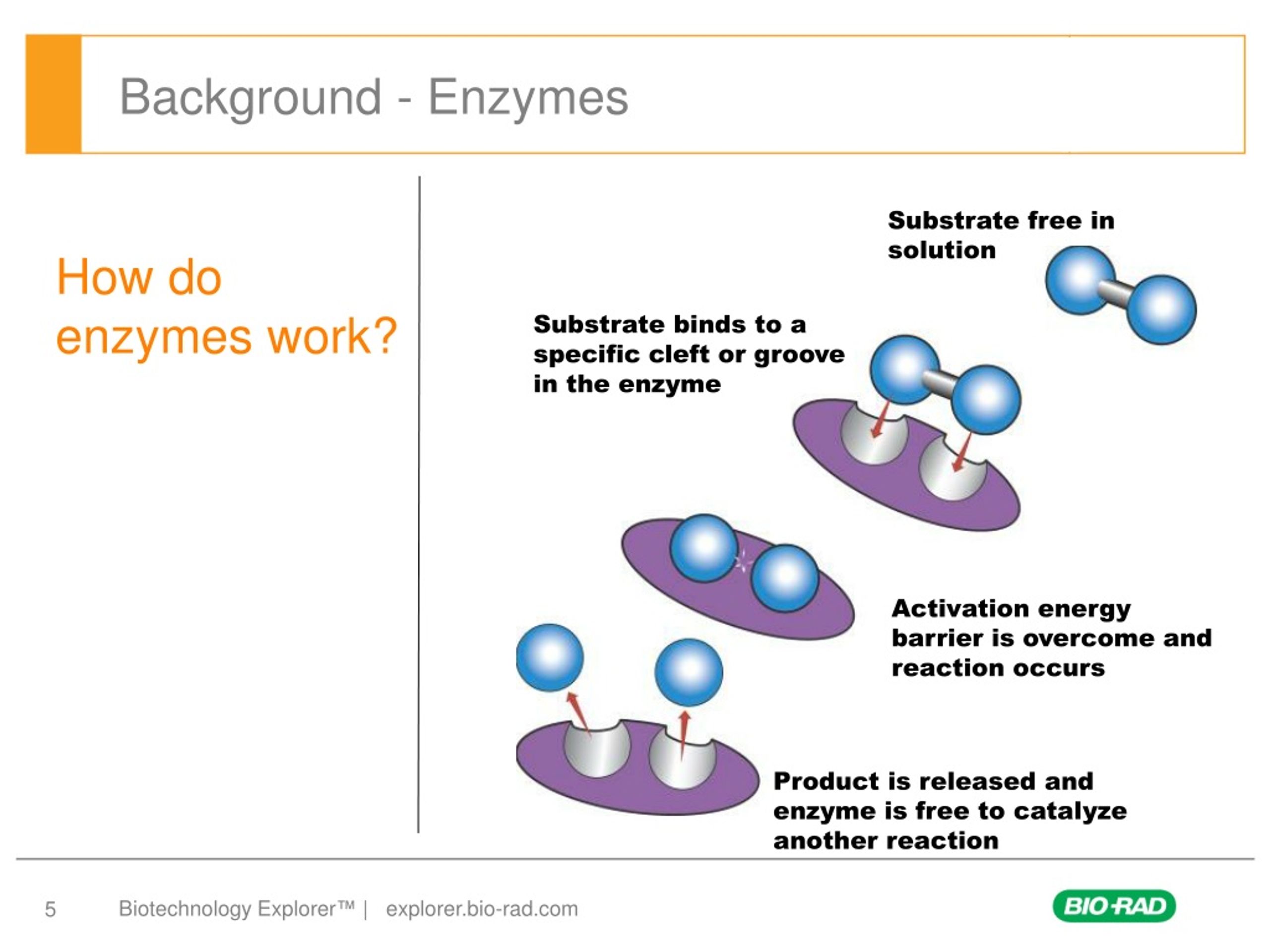 PPT From Grass to Gas An Inquiry Based Study of Enzyme PowerPoint Presentation ID201668