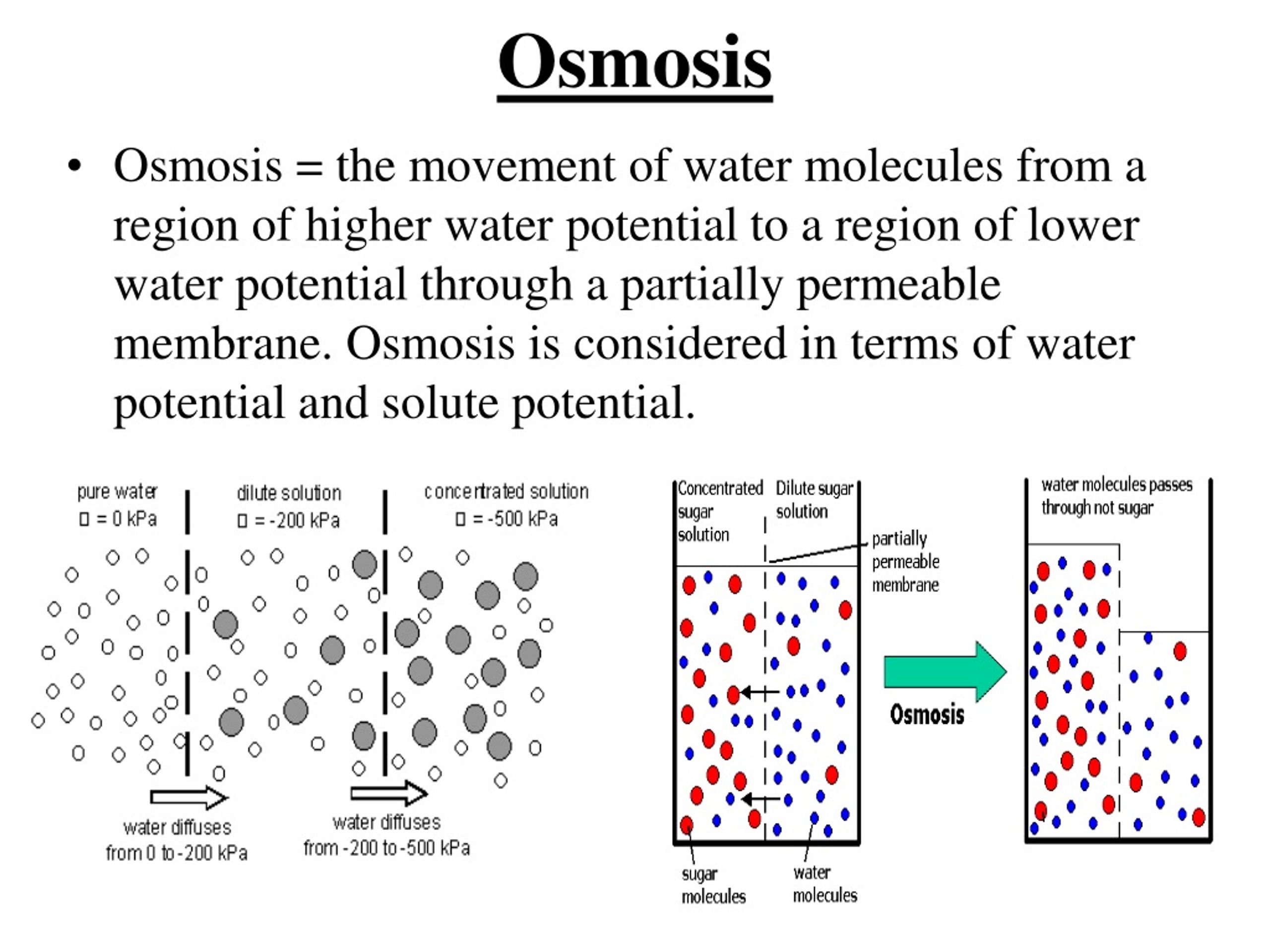 PPT Diffusion Osmosis Lab PowerPoint Presentation, free download ID
