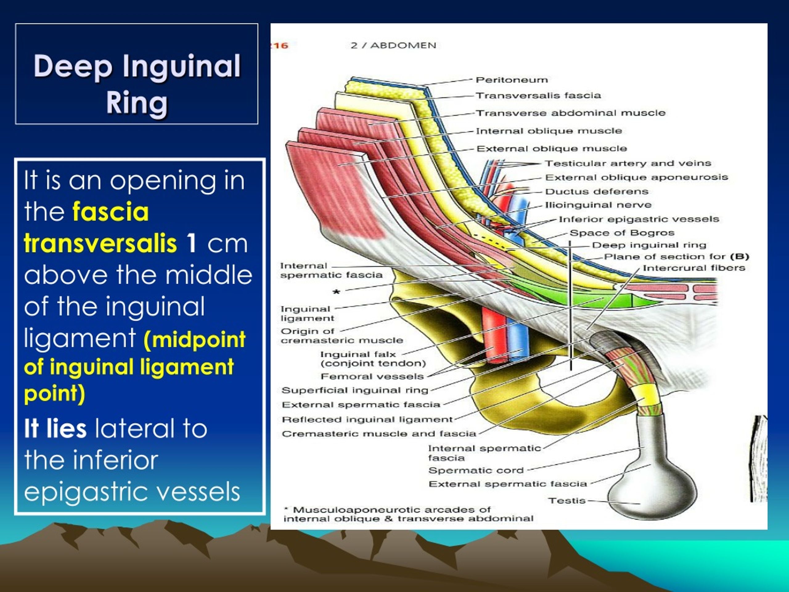Inguinal Ligament Pain Pattern