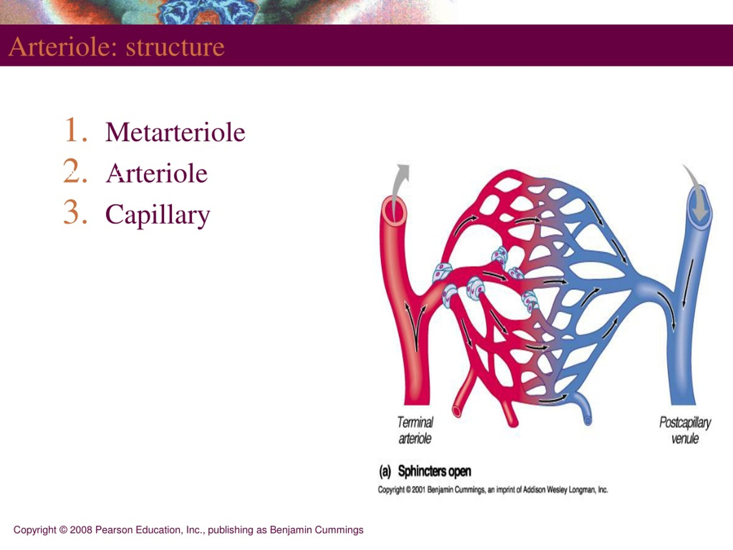 PPT HISTOLOGI KARDIOVASKULER PowerPoint Presentation, free download(04)