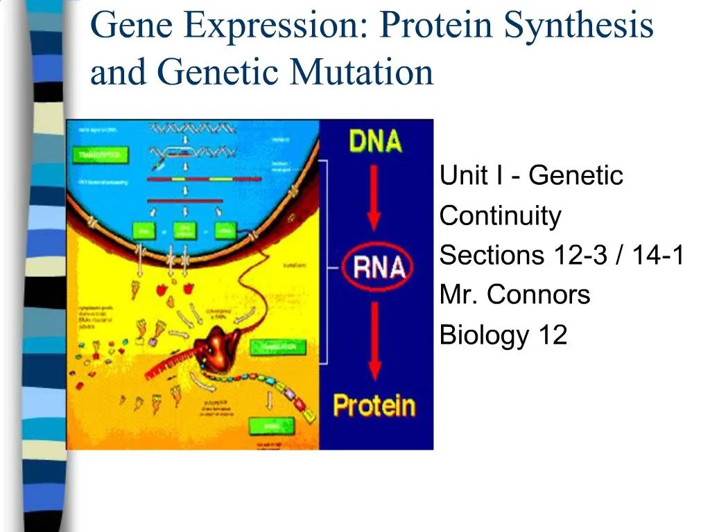 PPT Gene Expression Protein Synthesis and Mutation
