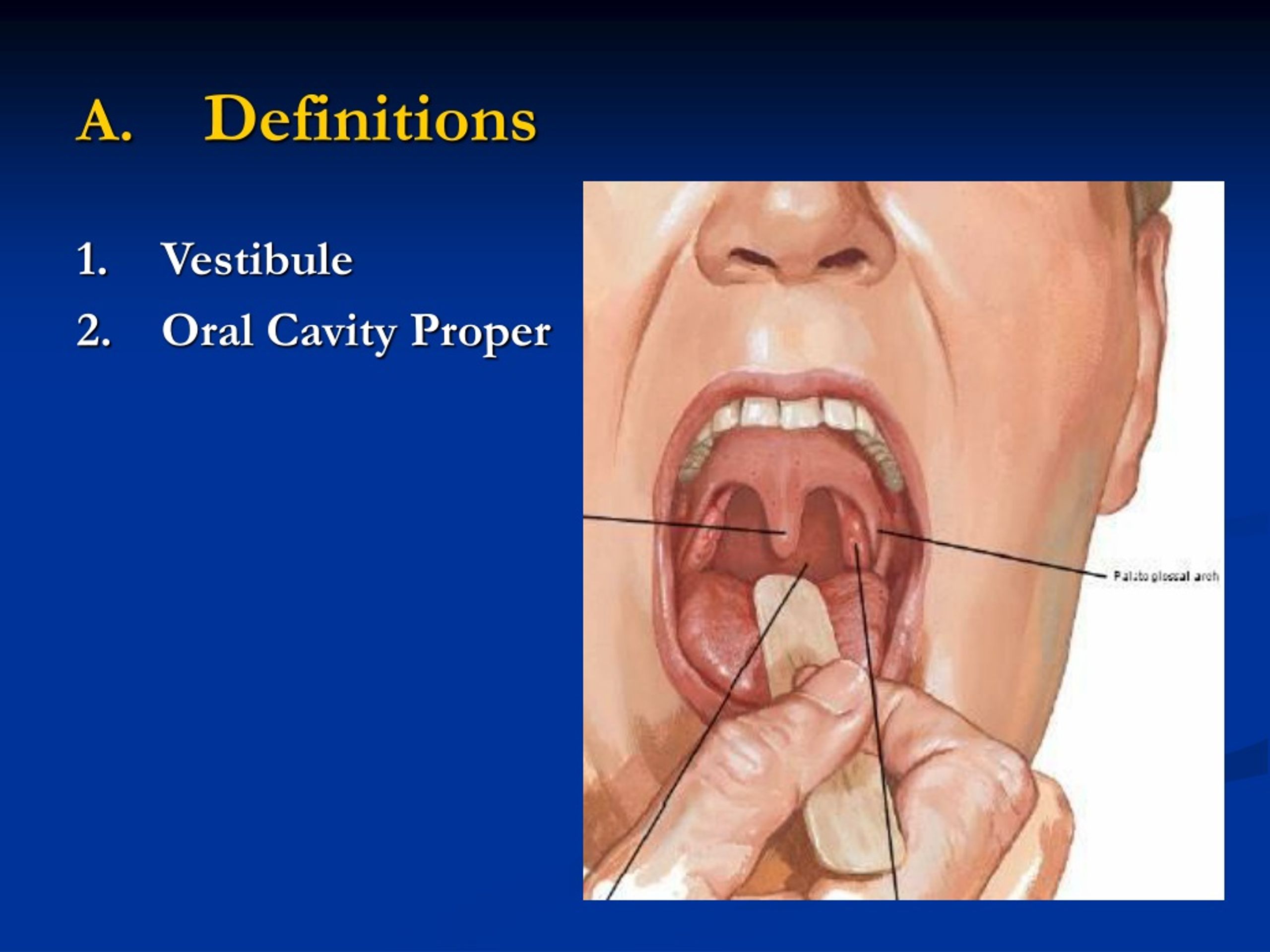 PPT Oral Cavity & Glands PowerPoint Presentation, free download ID