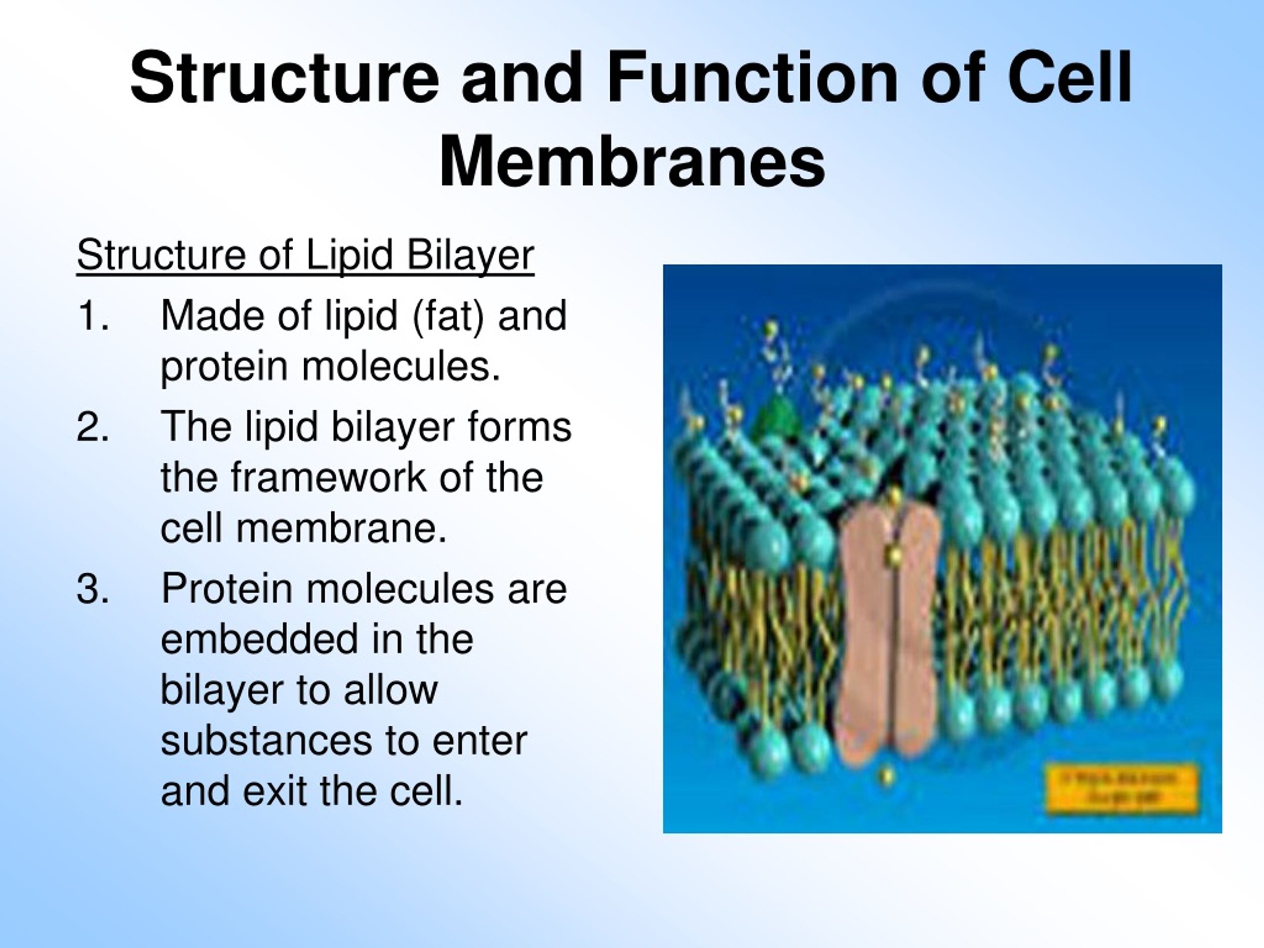PPT Structure and Function of Cell Membranes PowerPoint Presentation