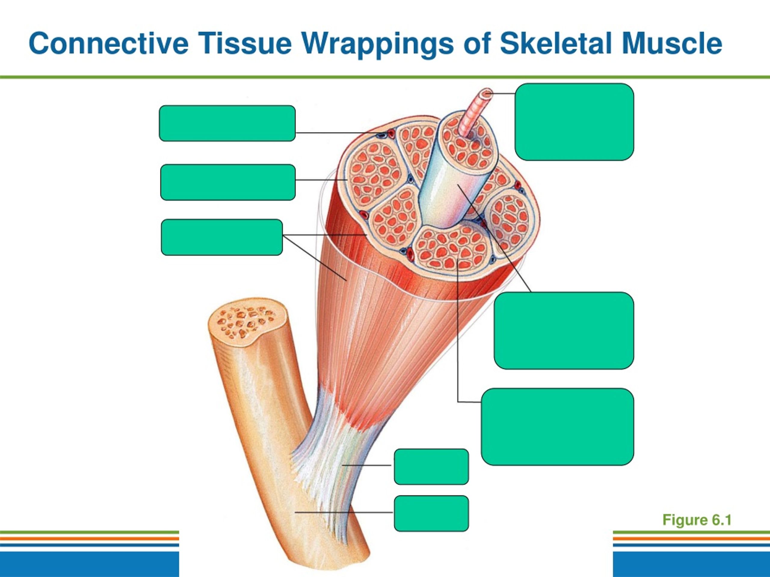 PPT Lesson 1 Types of Muscles Characteristics PowerPoint