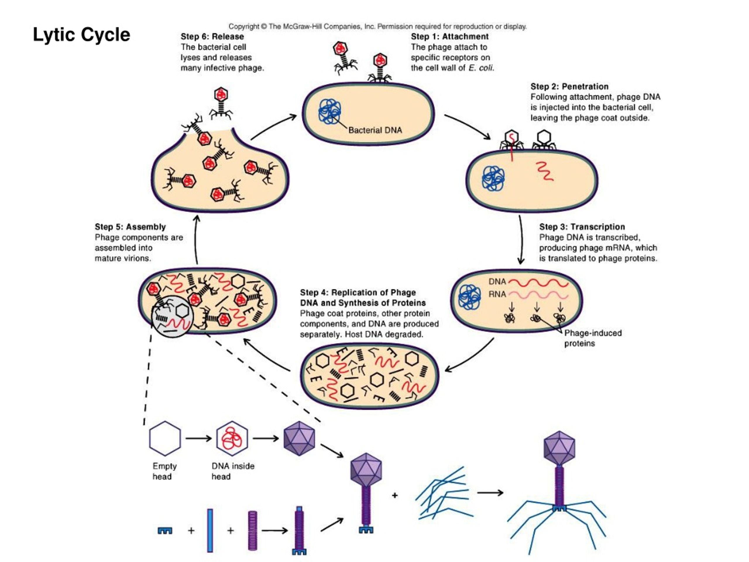 PPT The Effect of Fertilizer Runoff on the Infectivity of T2