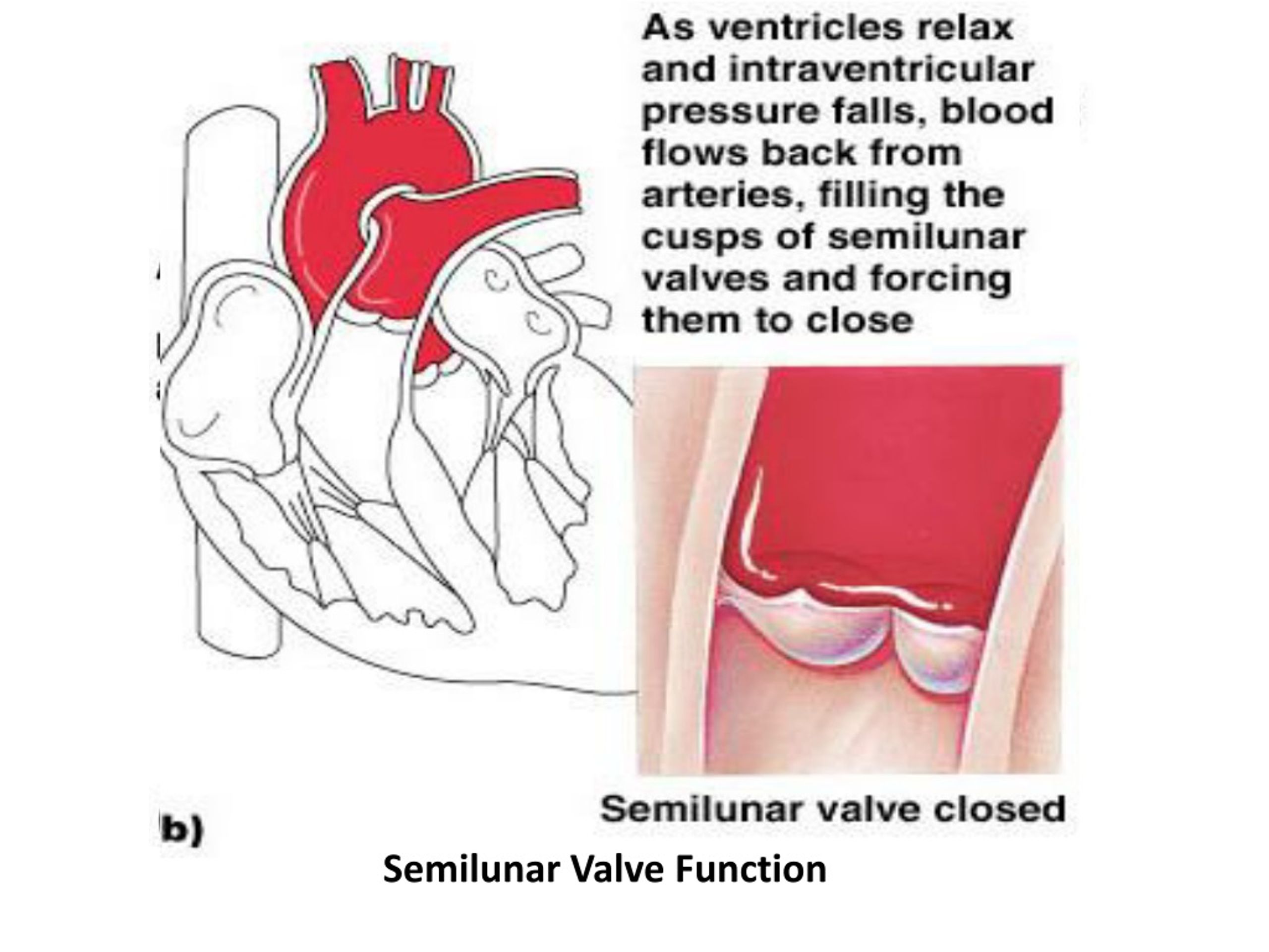 PPT Introduction to Cardiovascular system PowerPoint Presentation, free download ID306696