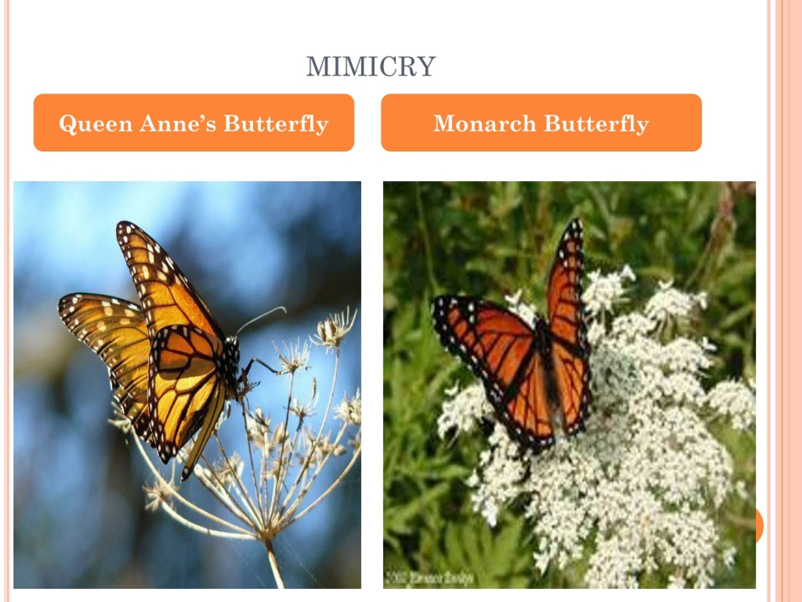 PPT Evolution PowerPoint Presentation, free download ID313069