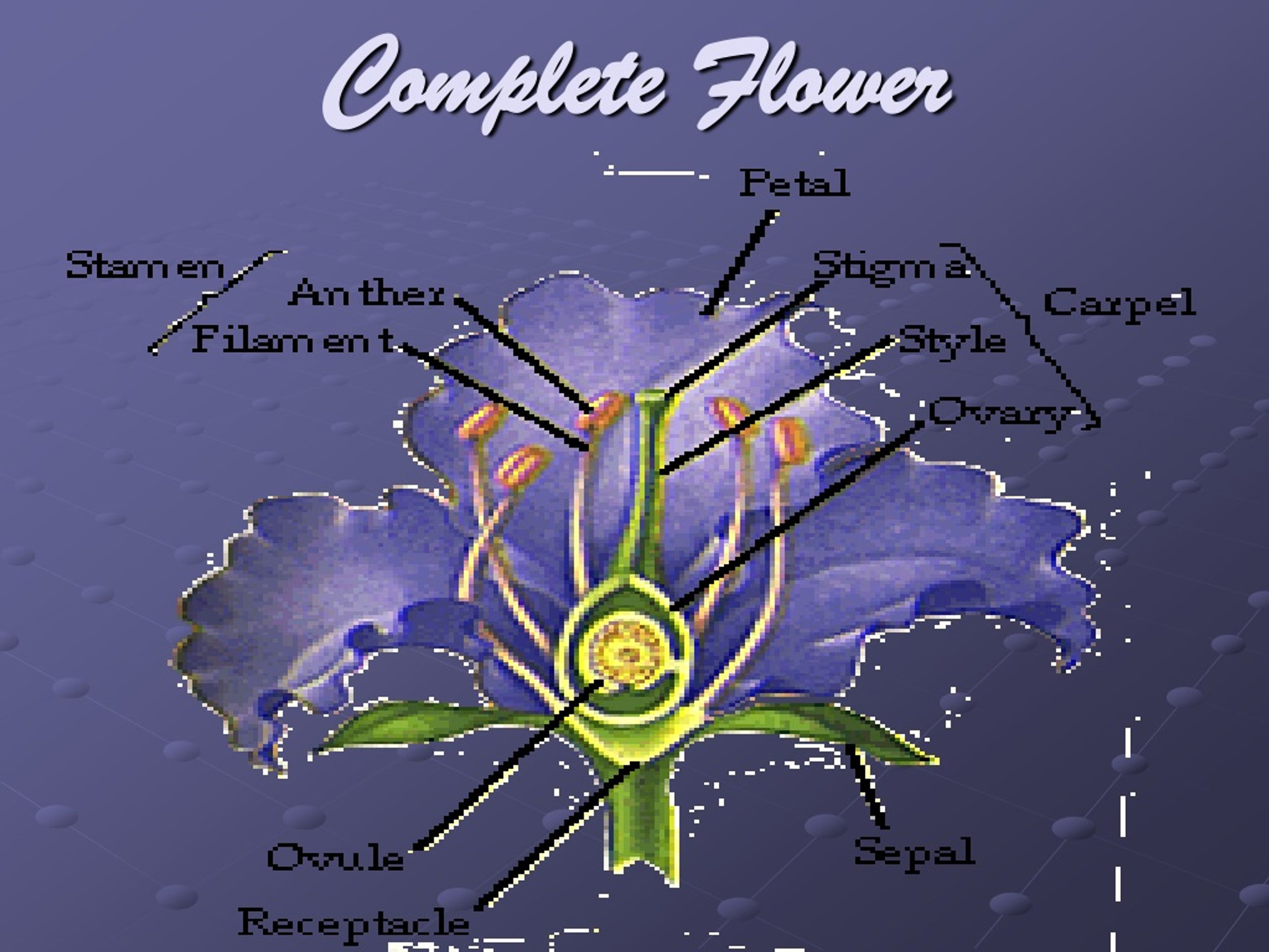 PPT Sexual Propagation PowerPoint Presentation, free download ID329965