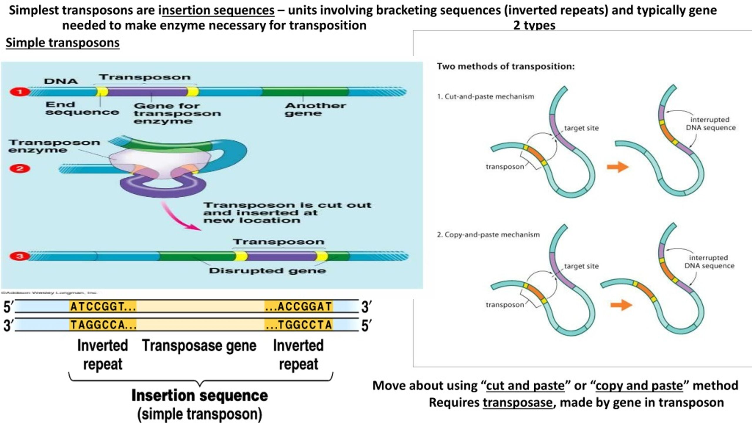 PPT SGN23 The Organization of the Human Genome PowerPoint