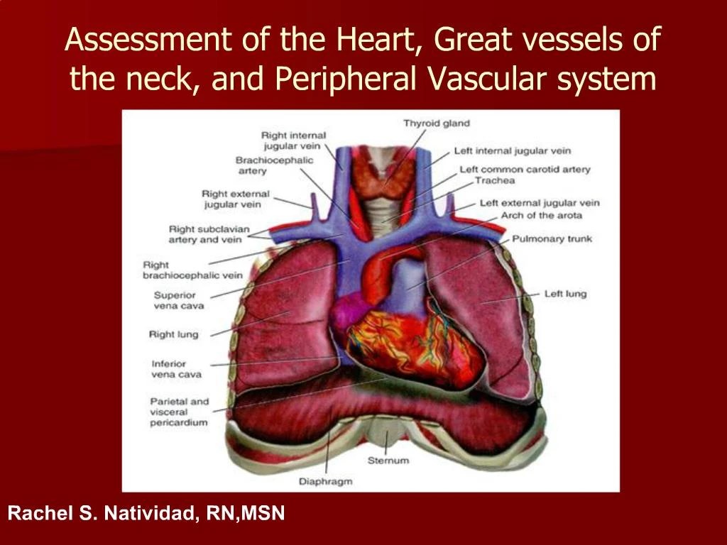 PPT Assessment of the Heart, Great vessels of the neck, and