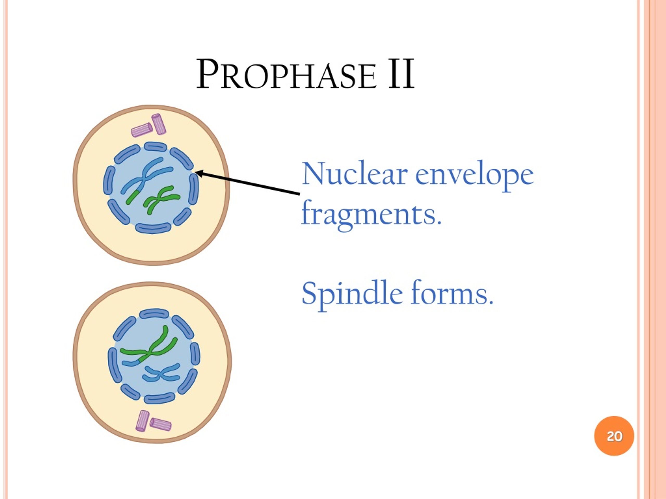 PPT Meiosis Formation of Gametes PowerPoint Presentation, free