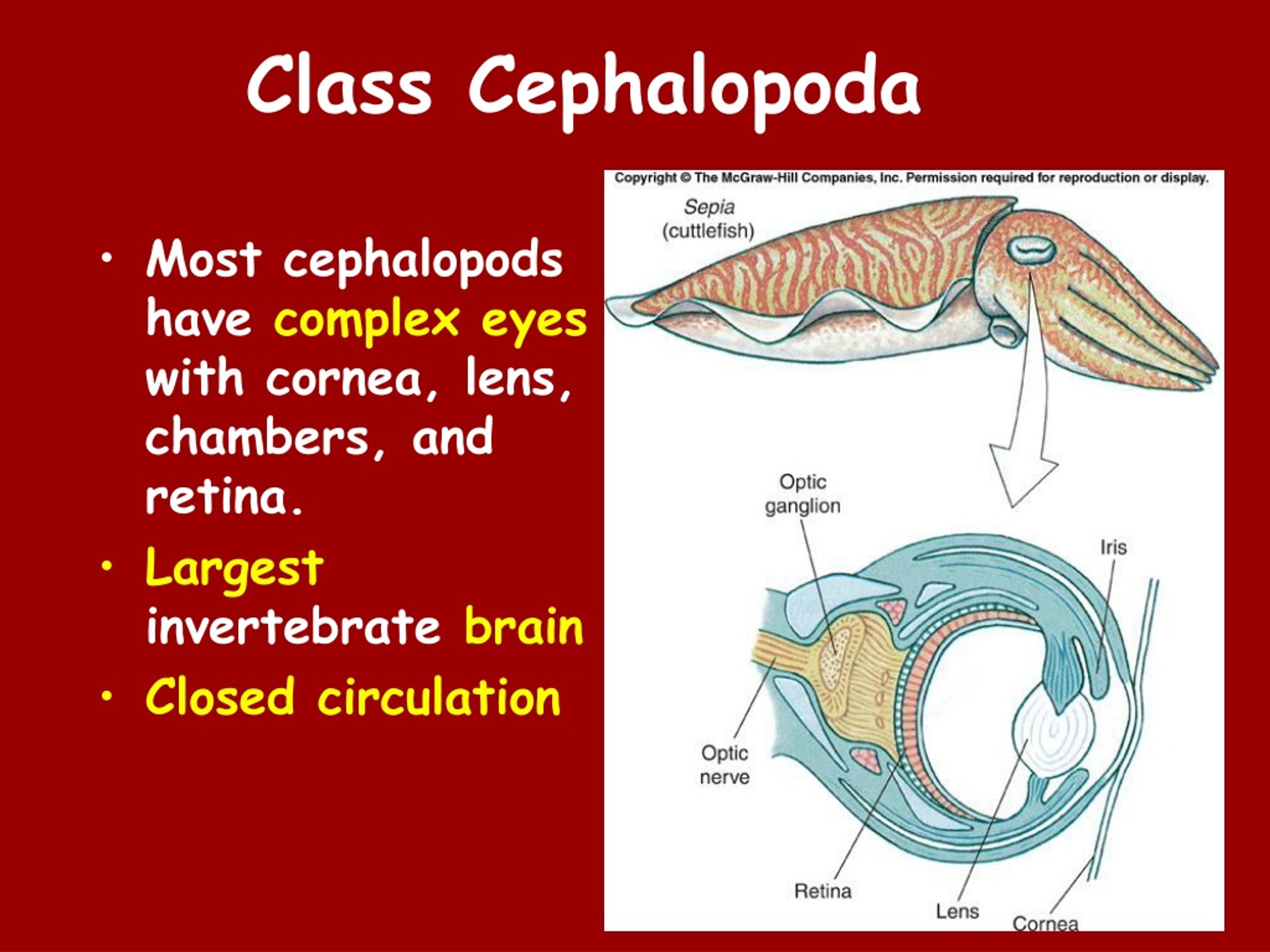 PPT Mollusks PowerPoint Presentation, free download ID375832