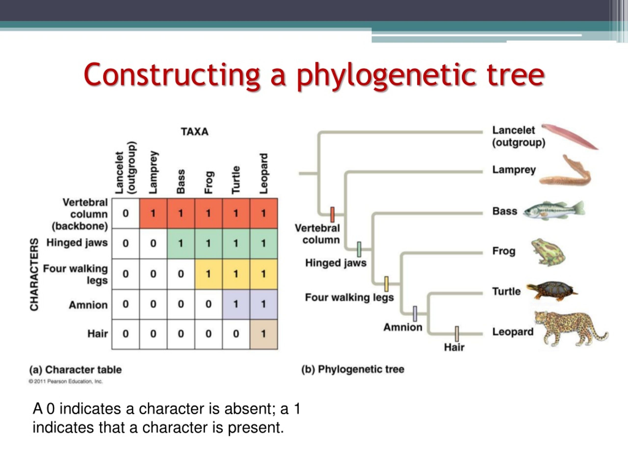 PPT Contrast adaptive radiation vs. convergent evolution? Give an