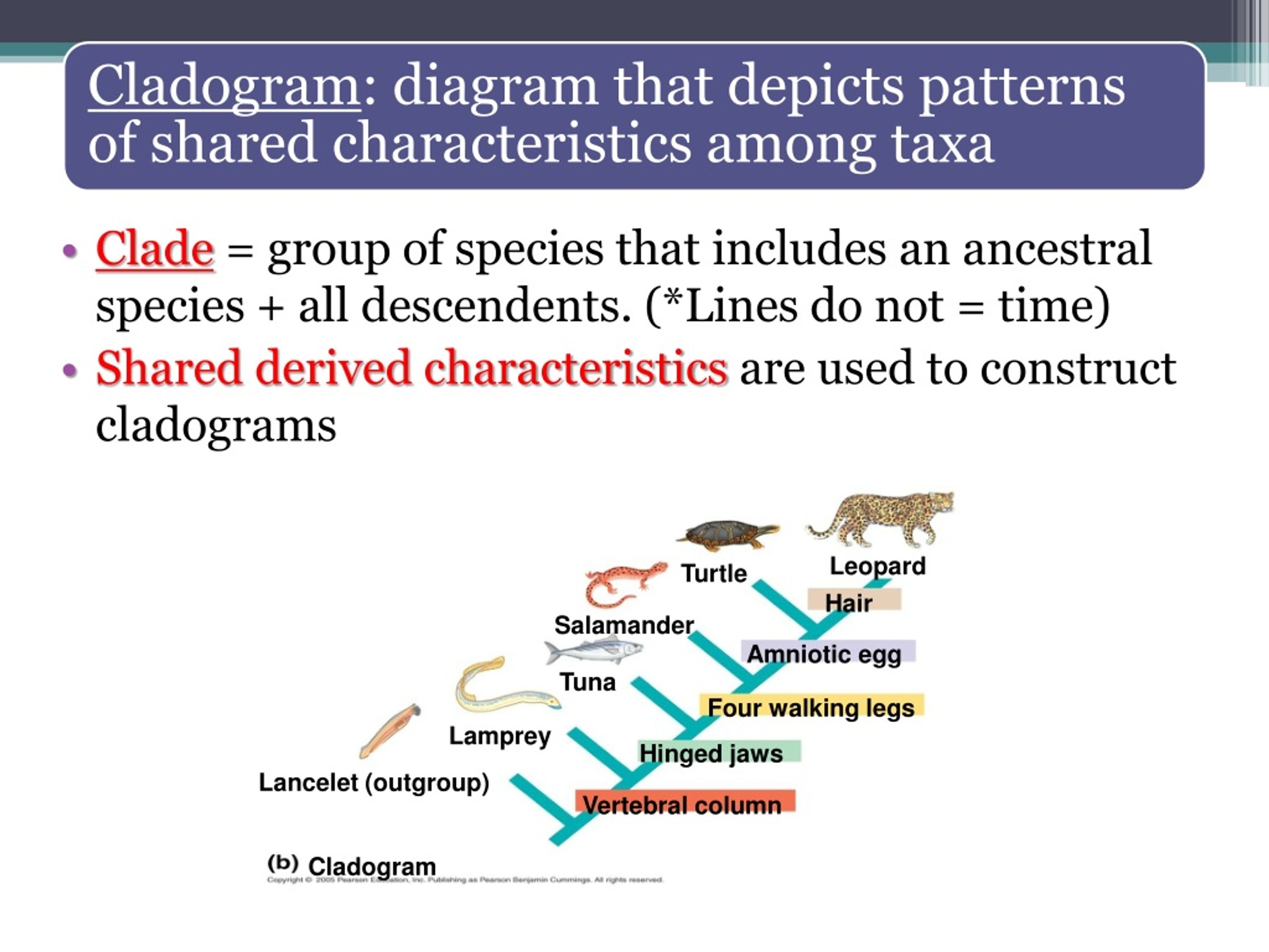 PPT Contrast adaptive radiation vs. convergent evolution? Give an