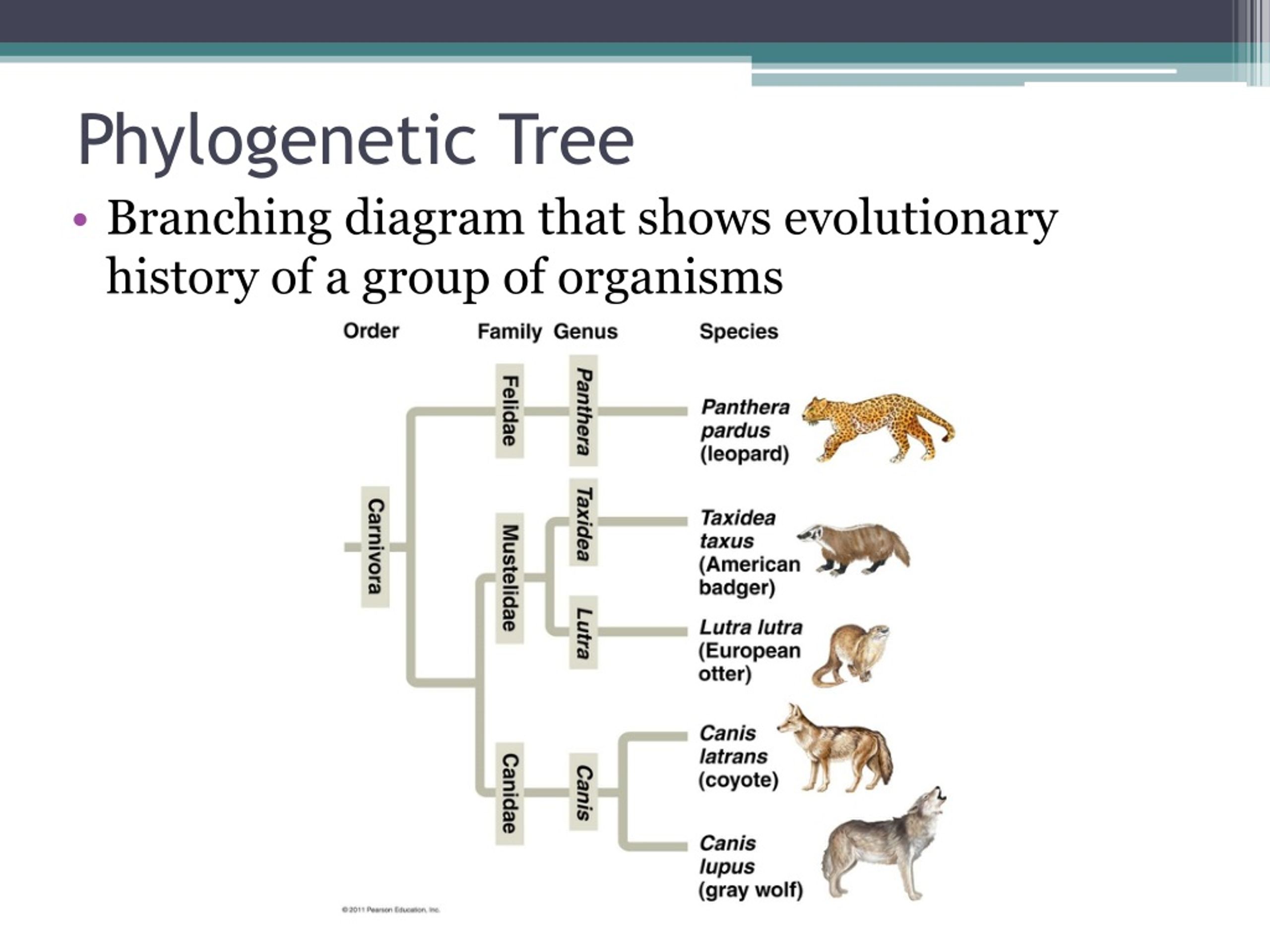 PPT Contrast adaptive radiation vs. convergent evolution? Give an