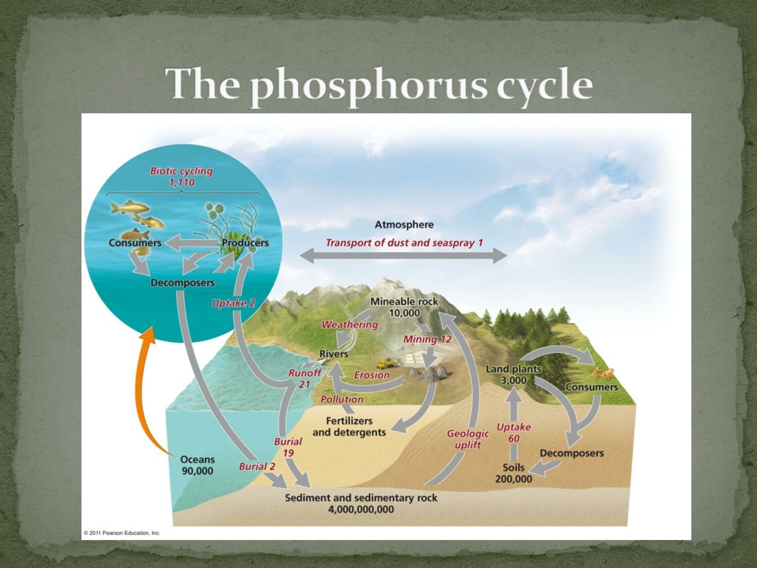 PPT Biogeochemical Cycles PowerPoint Presentation, free download ID