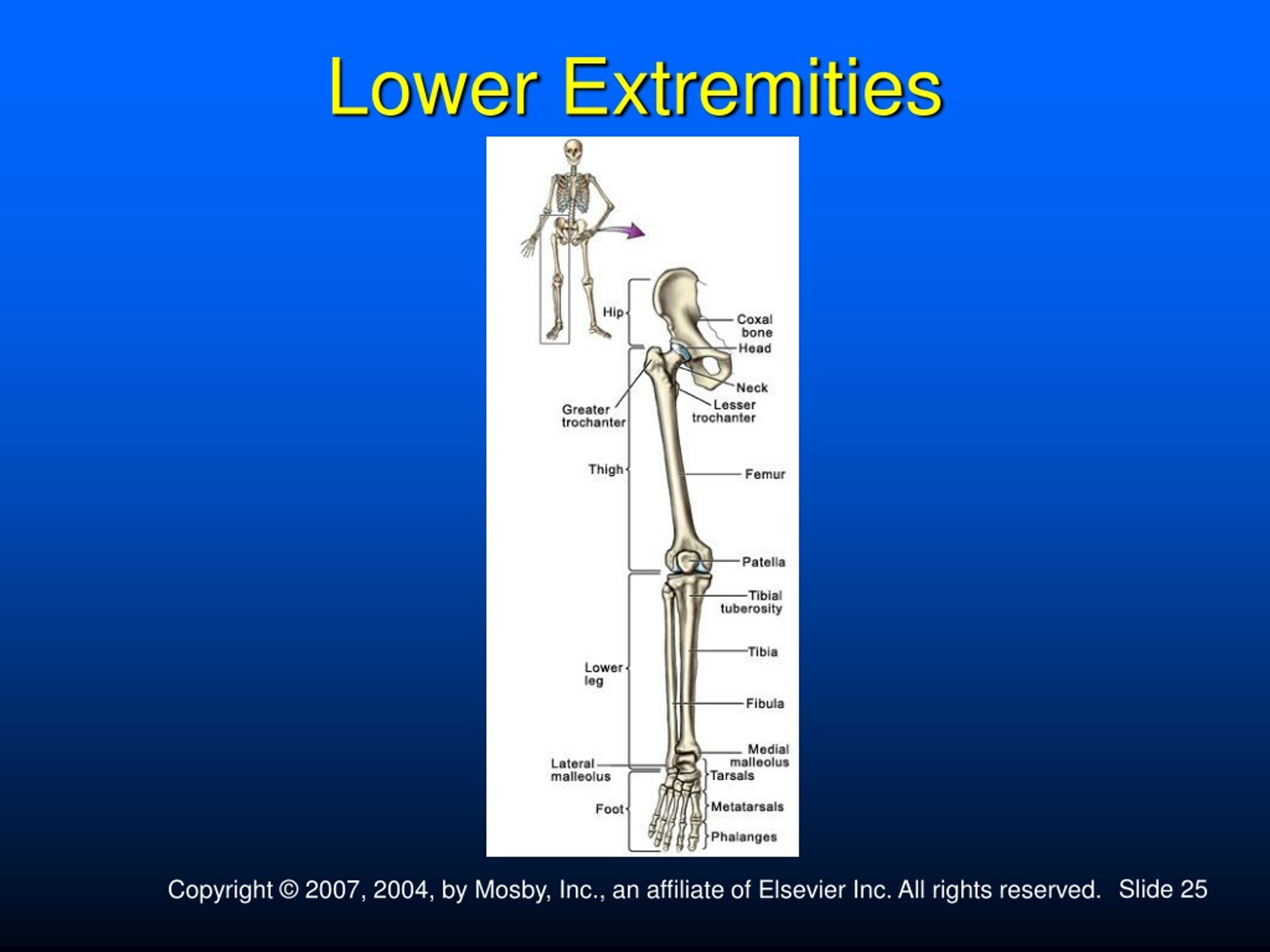 PPT The Human Body PowerPoint Presentation, free download ID457158